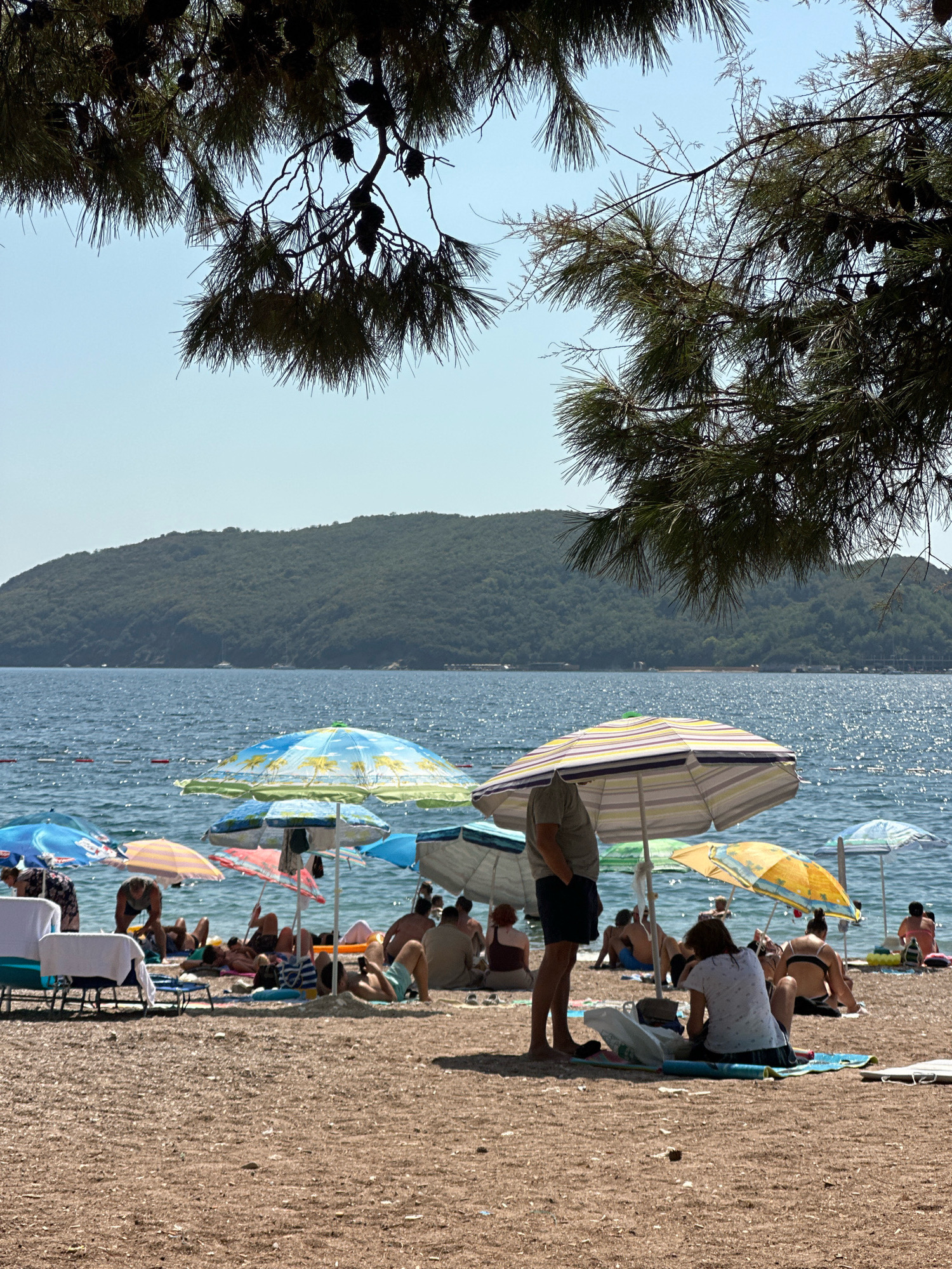 The image depicts a crowded beach scene in Budva, Montenegro, with numerous people enjoying the sun and sea. The foreground is a sandy beach with several beach umbrellas providing shade. People are seen sunbathing, relaxing on towels, and some are partially obscured by the umbrellas. In the mid-ground, the blue sea stretches out, with small waves reflecting the sunlight. A distant, tree-covered hill forms the background, suggesting a coastal location. Pine branches and foliage hang from the top of the frame, framing the scene.