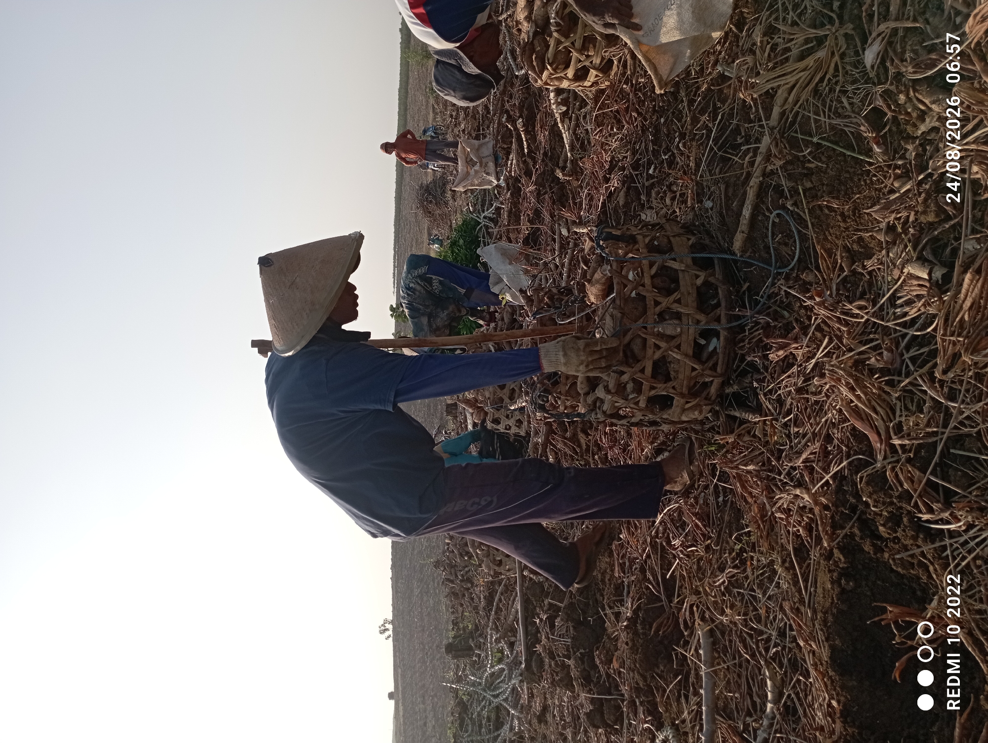 In the city of Gandik, Indonesia, an outdoor scene unfolds as agricultural workers harvest crops. The primary subject, a person wearing a conical hat and a dark blue shirt with purple pants, is bent over a woven basket filled with harvested produce. This individual is in the process of tending to the basket, their right hand holding a wooden pole and their left hand gloved and reaching towards the contents. The surrounding environment is a field with dark soil, scattered dry plant debris, and remnants of what appears to be the harvested crop.
In the background, other individuals are also engaged in agricultural work. One person in a light blue shirt is seen in the middle ground, also interacting with the ground or produce. Further back, a person in an orange shirt stands and observes. The landscape extends to a distant field with some vegetation and a small structure. The sky is a pale, overcast hue, suggesting either early morning or late afternoon light. The overall impression is one of manual labor in a rural agricultural setting. The timestamp "24/08/2026 06:57" and "REDMI 10 2022" are visible in the lower left and right corners of the image.