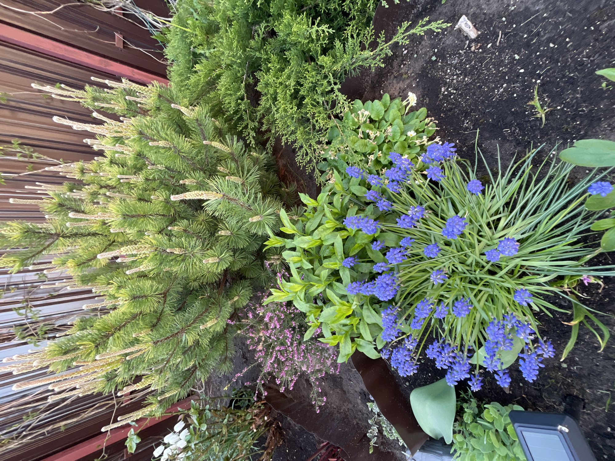The image presents a close-up, high-angle view of a garden bed. A small pine tree with numerous pale brown buds or cones on its branches is located on the left. Adjacent to the pine tree is a cluster of smaller green plants. To the right of these, there is a patch of blooming blue hyacinth flowers with long, slender green leaves. Other plants are scattered around these main elements, including some white flowering plants at the bottom-left corner and some darker purple flowering plants between the pine and the hyacinth. Dark brown soil forms the background, with some mulch scattered throughout. A portion of a fence with brown horizontal slats is visible in the upper-left corner. An object which appears to be a black solar light fixture is at the bottom right of the photo. The location information (Solov'evka, Russia) does not provide any specific or relevant details.