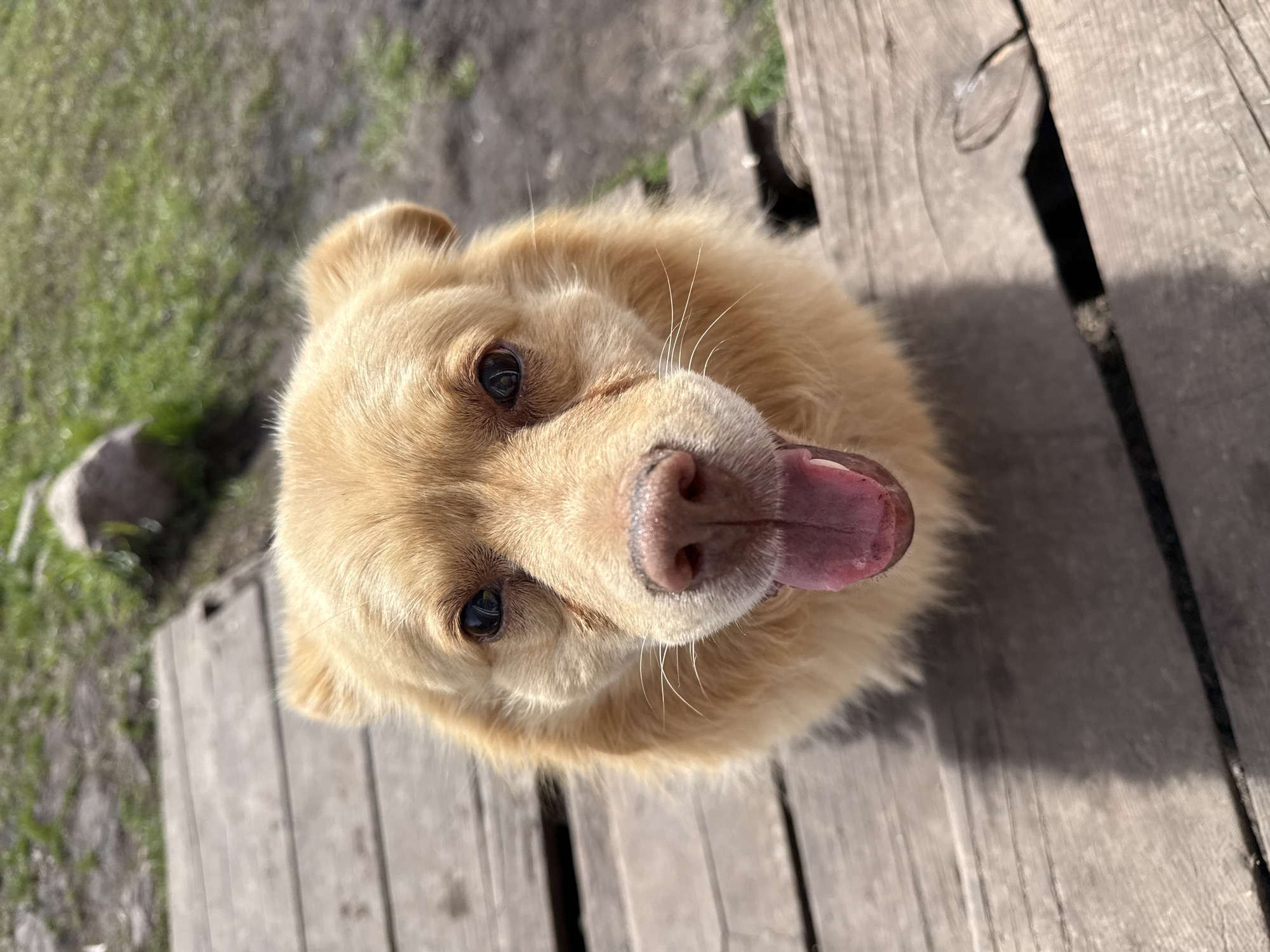 The image is an upward close-up of a light brown dog with its tongue hanging out. The dog is standing on a wooden surface. In the background, there is some greenery. The location is Tyulyuk, Russia.