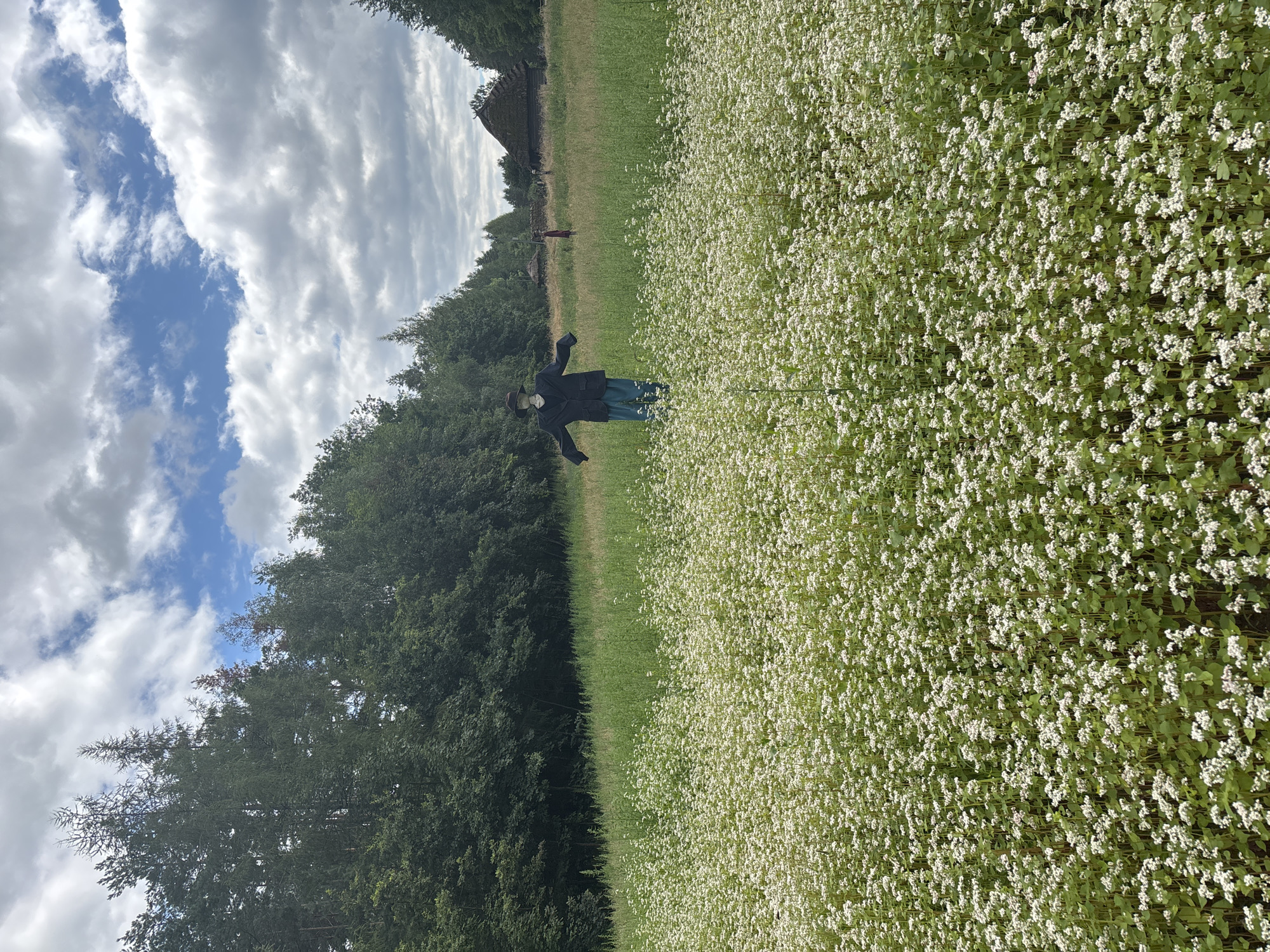 In Sielachowskie, Poland, a field of white flowers, possibly buckwheat, stretches towards a line of trees. In the foreground, a scarecrow stands amidst the blossoms, wearing a dark jacket, blue pants, and a hat. In the middle ground, another figure, potentially a person in a red dress, is visible. In the background, traditional thatched-roof buildings are nestled among the trees. The sky is partly cloudy with a mix of blue sky and white clouds.