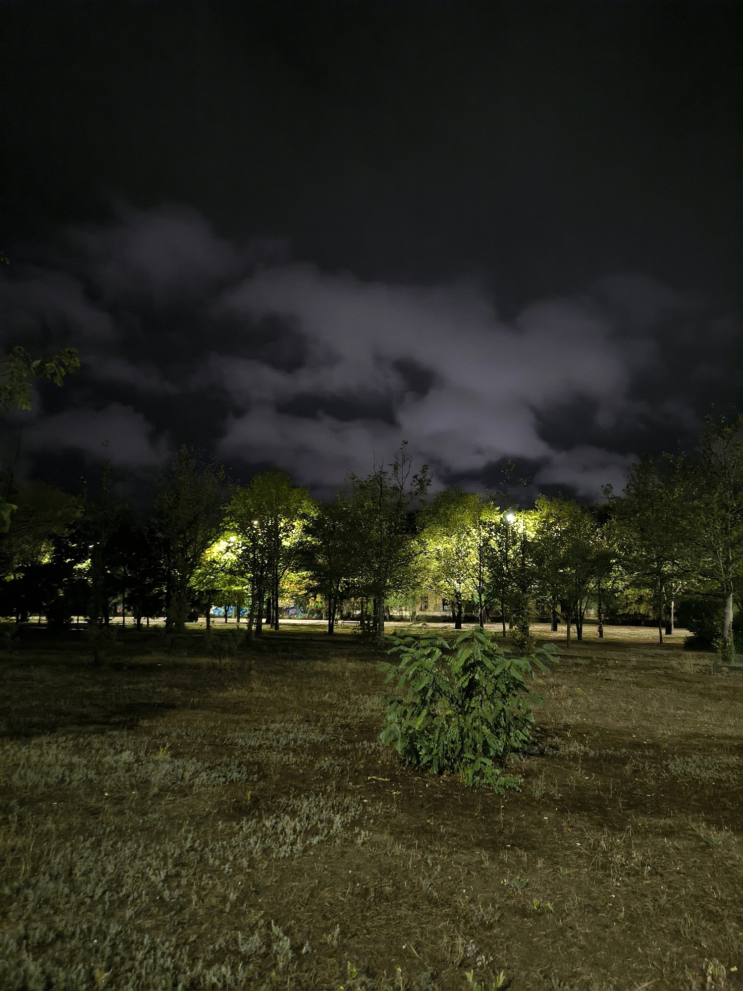 A nighttime outdoor shot captures a park scene with a dark, cloudy sky. In the mid-ground, a line of trees is illuminated from below by bright yellow lights, creating a dramatic contrast against the dark foliage. Some of these trees appear to be deciduous and are lit up to reveal their leaves. In the foreground, a small, bushy green tree stands on dry, patchy grass and dirt. The background consists of more silhouetted trees and a faint indication of a road or path behind them. The location is a park in the city of Mykolaiv, Ukraine. There are no people or animals visible in the image.