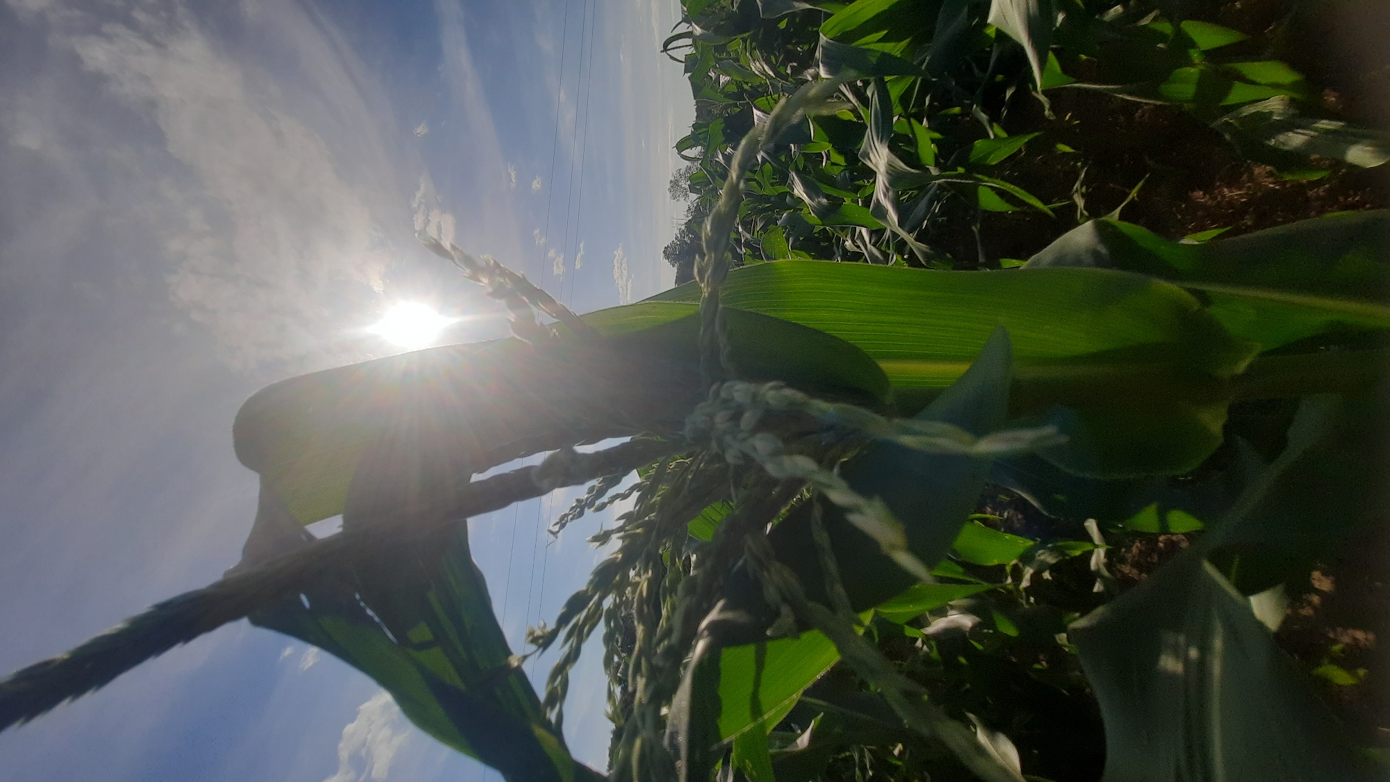 A low-angle, wide shot captures a sun-drenched cornfield under a bright, partly cloudy sky. The sun is positioned high and slightly off-center to the right, its rays creating a lens flare that washes out parts of the image. In the foreground, a large green corn leaf is angled towards the viewer, partially obscuring a corn tassel with feathery strands. The cornstalk it belongs to is prominent and appears healthy. Beyond the immediate plants, rows of corn stretch into the distance, their green leaves creating a textured carpet. A few power lines are visible against the sky in the middle ground. The ground beneath the corn appears to be dark soil. The overall impression is one of a lush, sun-ripened agricultural landscape. The image location is identified as a cornfield in Shkloŭ, Belarus.