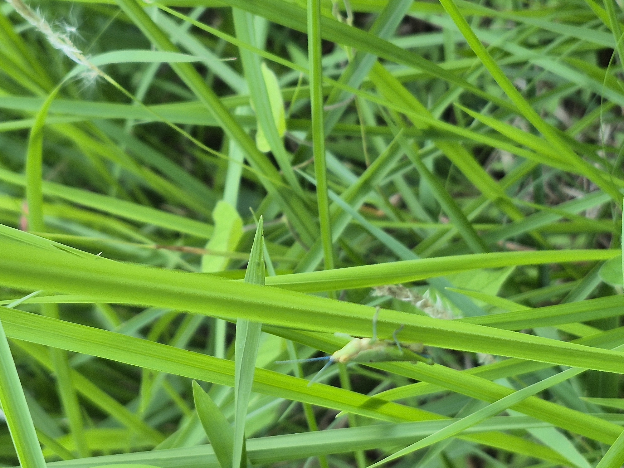 The image depicts a close-up view of dense, bright green grass. An insect, possibly a grasshopper, is partially visible, perched on a blade of grass. The background is blurred, suggesting a shallow depth of field. The location is unknown, and no evidence suggests it is in Lhokseumawe, Indonesia. There are no people visible in the image, nor are there any discernible actions or interactions occurring. The environment consists solely of grass and the insect.