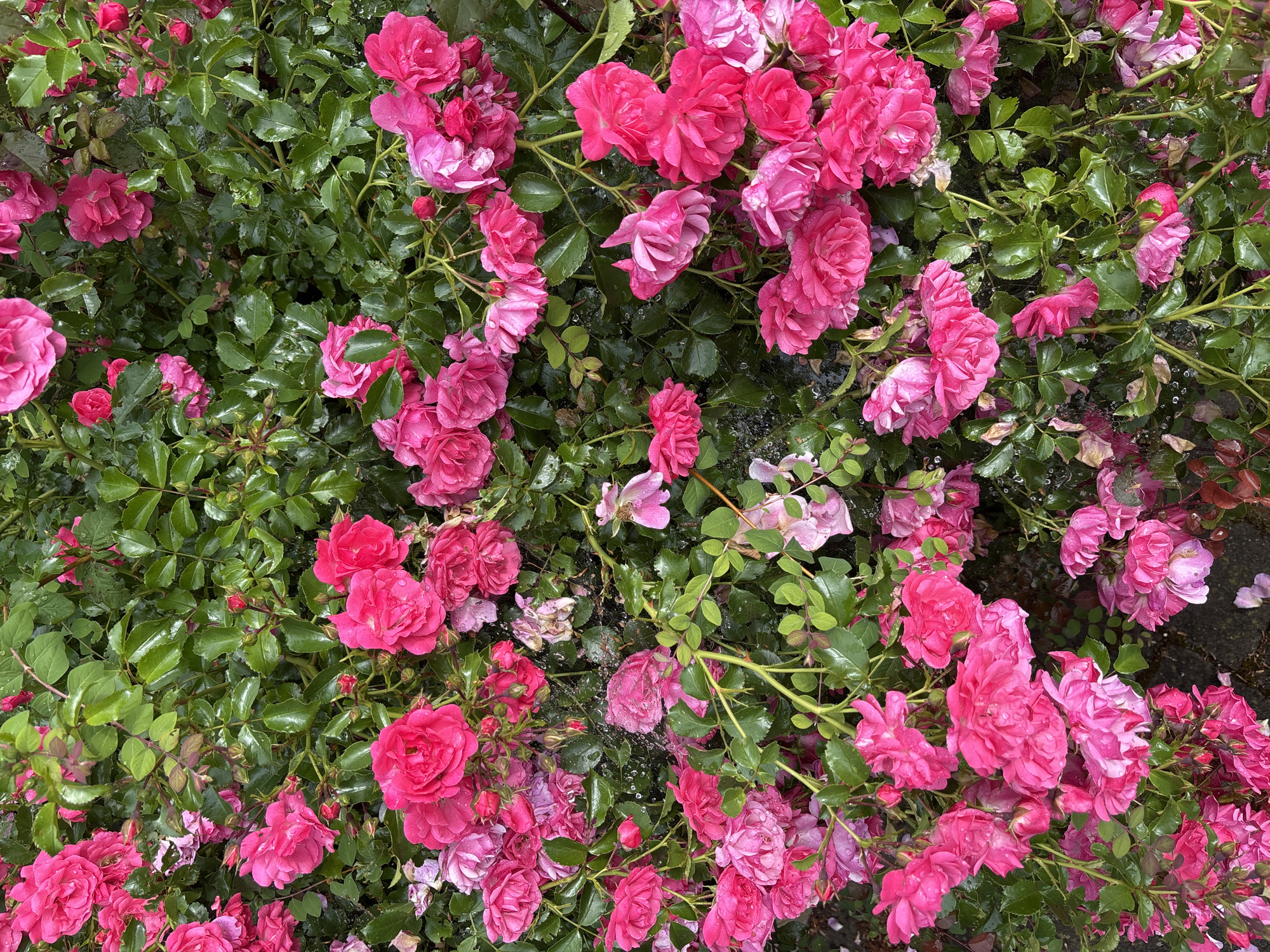 This is a close-up, high-angle, vertical shot of a dense bush covered in bright pink roses and lush green leaves, with some petals scattered on the dark ground below. The roses are in various stages of bloom, from tightly furled buds to fully opened flowers with many delicate petals. The leaves are glossy and appear wet, suggesting recent rain. A few small spiderwebs are visible, adding a subtle texture to the scene. The overall impression is one of vibrant natural beauty, likely in a garden setting. There are no people or animals present in the image. The location is unknown.