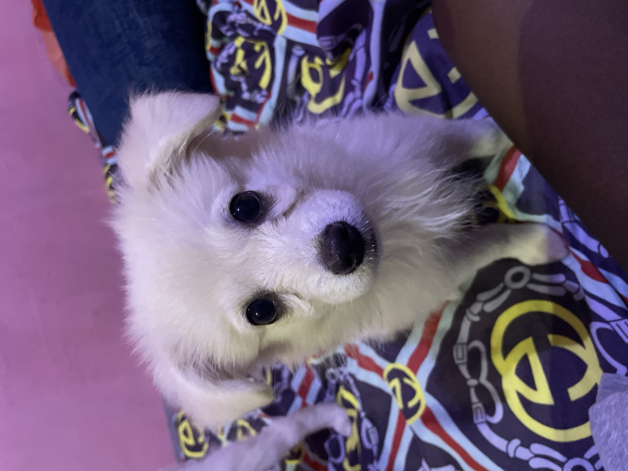 In Iyafin, Nigeria, a close-up, eye-level shot captures a white Pomeranian puppy sitting on a bed with a patterned duvet. The puppy, with its light fur and dark eyes, looks directly at the camera. The background features a pink wall and a dark blue pillow. The duvet displays a repeating pattern of intertwined "G" symbols and belt buckles in yellow, red, and white on a dark background. A person's dark skin is visible in the lower right corner, partially obscuring the duvet. Another puppy, also white, is partially visible in the background to the left. The lighting in the scene appears to be artificial, casting a slight purple hue.
