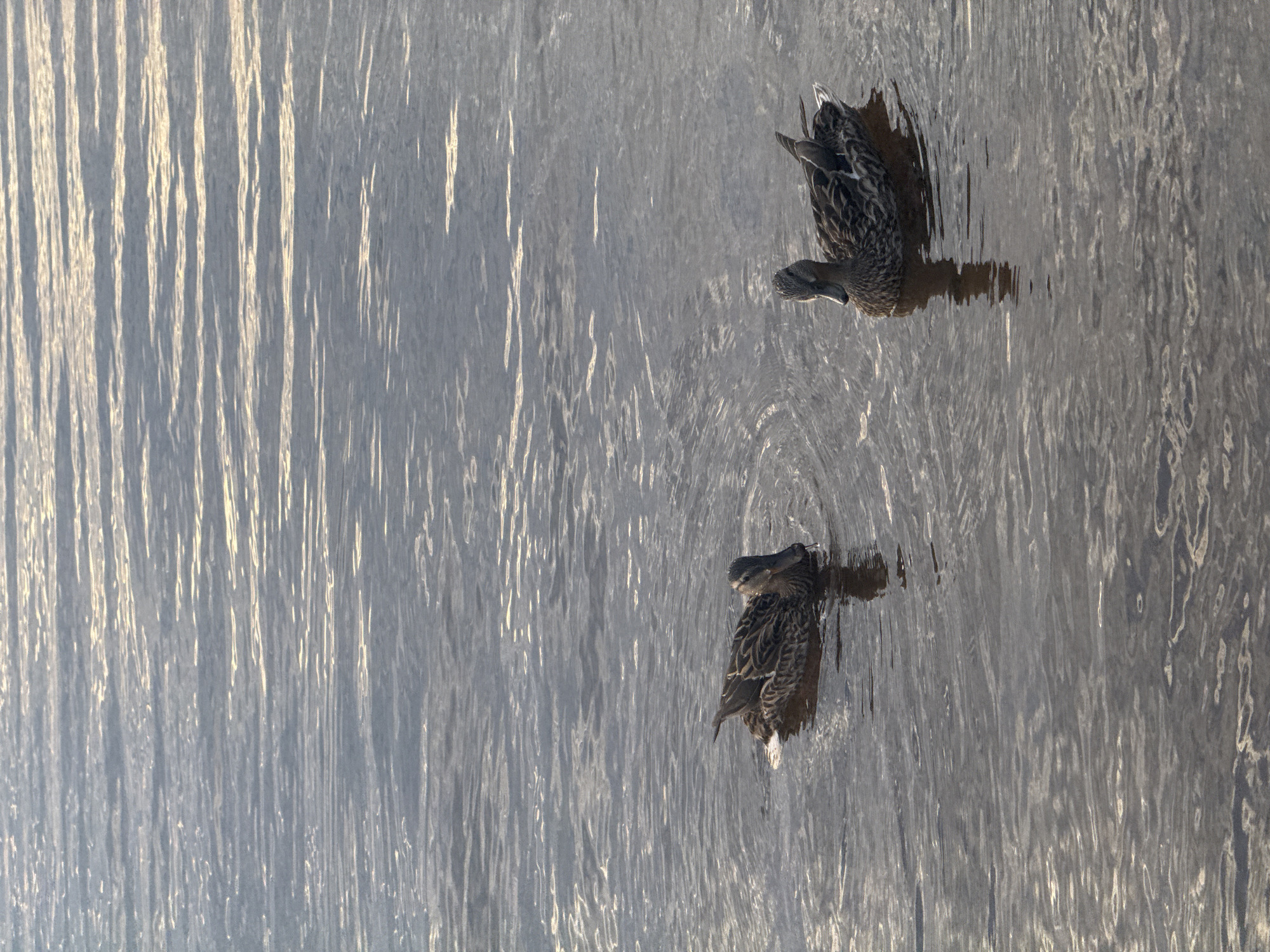 Two mallard ducks are swimming in calm water. The water reflects the light, creating horizontal streaks of brightness across the surface. The ducks are positioned in the lower half of the frame, with the one on the left slightly behind and to the left of the one on the right. Both ducks are facing towards the left of the frame. The scene appears to be outdoors, possibly in a natural body of water like a river or lake. No specific landmarks are visible to indicate the location within the city of Chaikovsky, Russia.