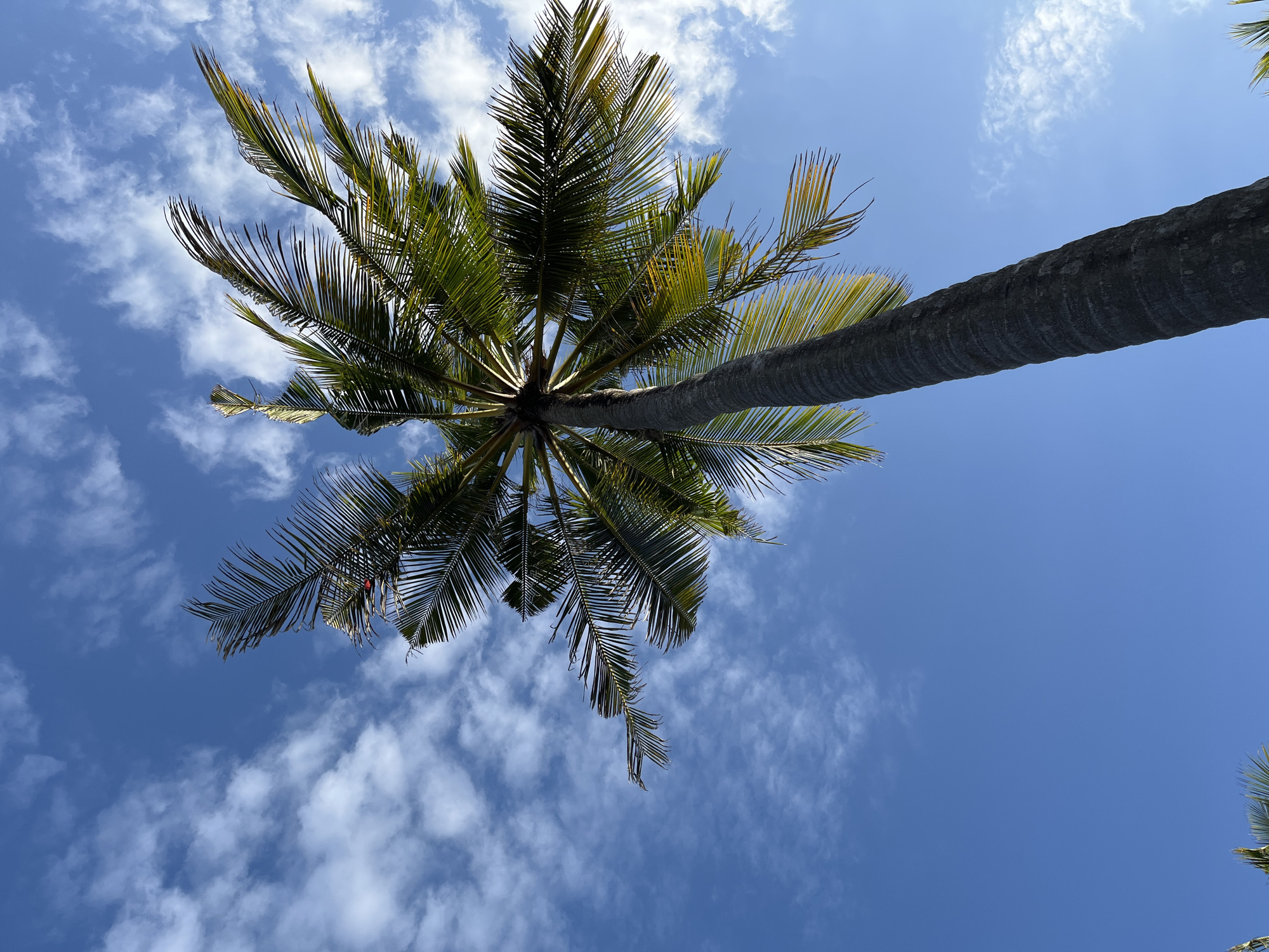 A low-angle, vertical shot captures a tall, textured palm tree trunk reaching towards a bright blue sky dotted with wispy white clouds. The palm fronds, a vibrant green with some yellowing at the tips, fan out dramatically from the top of the trunk, creating a dynamic, almost sunburst-like effect. The scene appears to be set outdoors in a tropical location, likely Kuta Selatan, Indonesia, given the characteristic palm tree and clear sky often found there. No people or specific actions are visible.