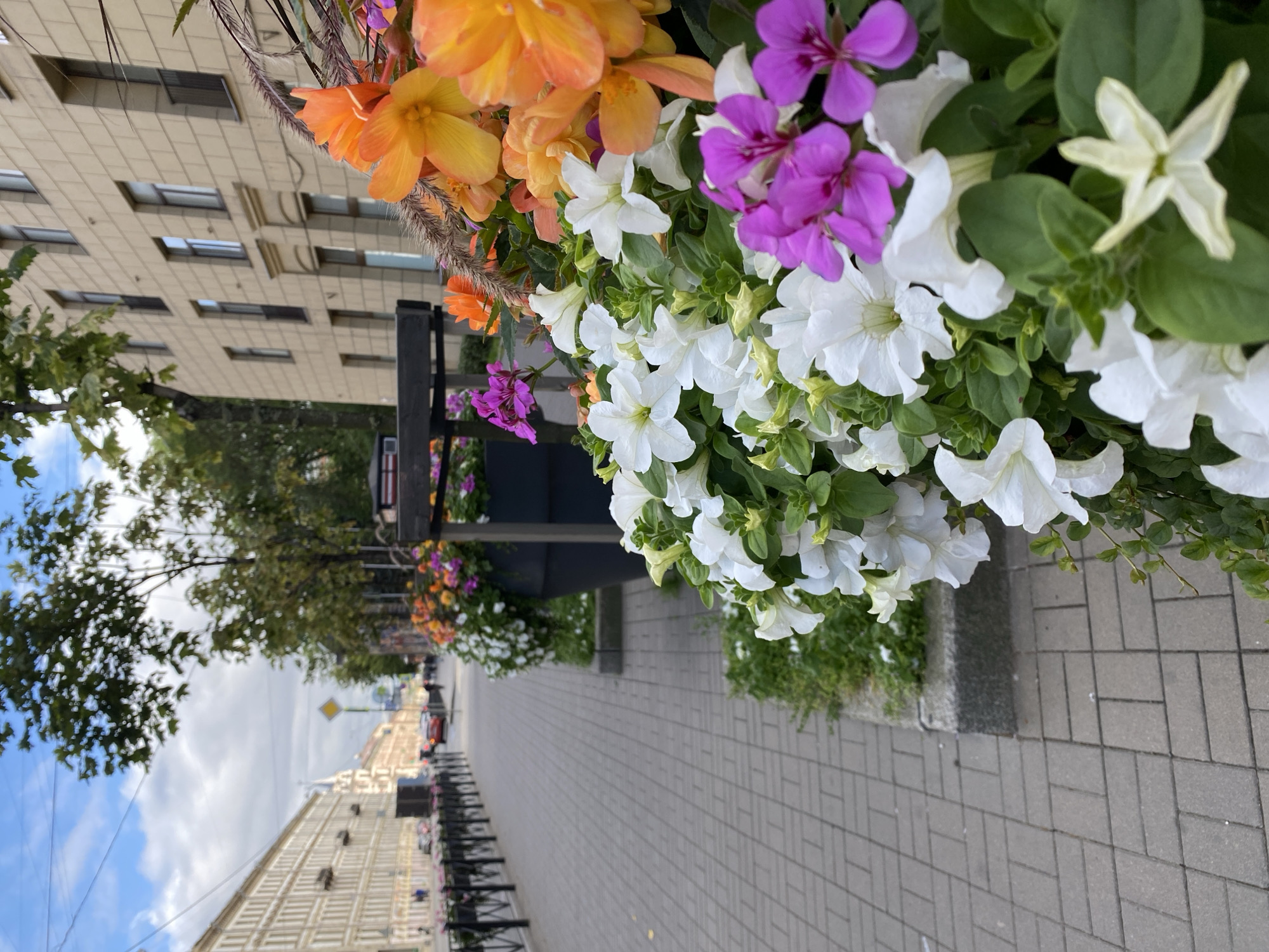 A sidewalk in Saint Petersburg, Russia, is bordered by flower planters. The planters contain white, pink, and orange flowers. The sidewalk is paved with gray rectangular bricks. In the background, there is a street with cars and pedestrians. Buildings line the street. The sky is blue with some clouds. The image is taken from a low angle, focusing on the flowers in the foreground.