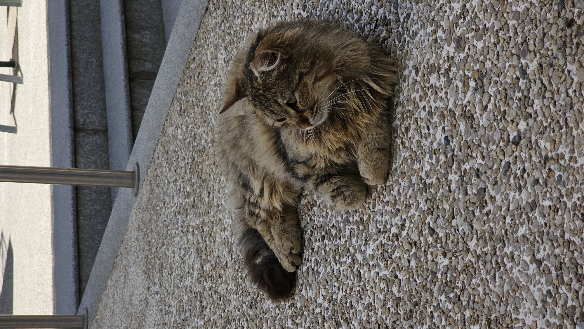 A medium-sized, long-haired tabby cat is lying curled up on a pebble-covered ledge next to a staircase with metal railings. The staircase is grey stone and leads upward. The cat is primarily brown and tan, with darker stripes. It is positioned near the top of the ledge and is facing away from the stairs. The photograph was taken in Varna, Bulgaria.