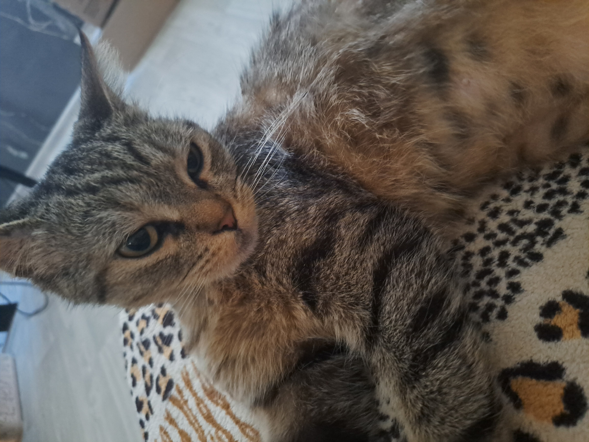 A tabby cat is lying down on a patterned surface, which appears to be a blanket or cushion with a leopard-print design. The cat's fur is a mix of brown, gray, and black stripes. Its eyes are open and looking slightly to the left. The background is blurred, but suggests an indoor setting with some furniture visible.