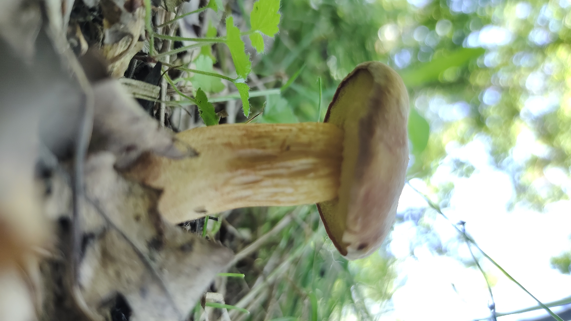 This is a close-up, sideways photograph of a mushroom growing amongst leaf litter and green foliage. The mushroom has a thick, pale yellow stem with longitudinal striations and a rounded, brown cap with a yellowish-green rim. The cap is slightly tilted upwards, revealing the underside which is not clearly visible due to the angle and focus. The mushroom appears to be the primary subject, positioned in the center of the frame.
The background is a blur of green and white, suggesting dappled sunlight filtering through leaves, indicative of an outdoor setting, likely a forest floor or woodland area. Some dry, brown leaves are visible in the foreground and to the left of the mushroom, providing context for its natural habitat. The lighting suggests it is daytime, with bright conditions. The image conveys a sense of nature and the growth of fungi. No people or text are visible in the image. The location context is Mikhaylovka, Russia.