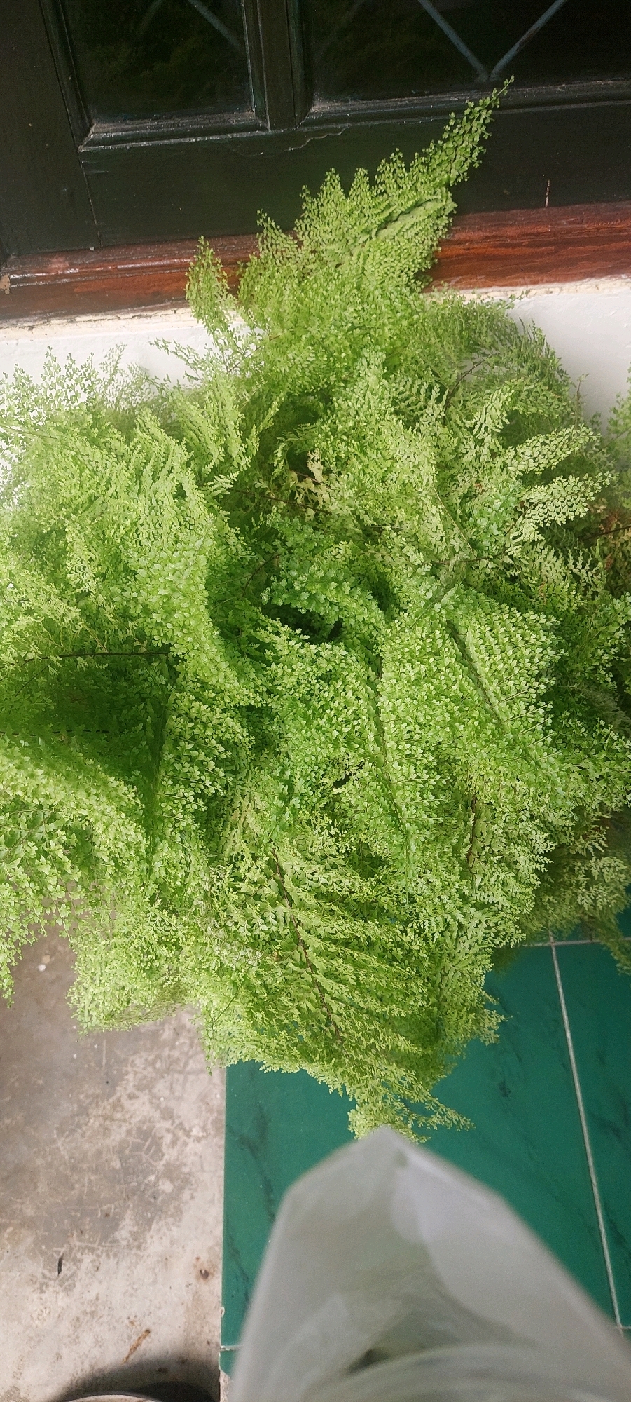 A close-up, overhead shot shows a dense, green fern plant cascading over the edge of a white planter. The fern's fronds are a vibrant lime green, with tiny, intricate leaves. The planter is positioned next to a dark, wooden frame, possibly a window or door, with reflections visible in the glass. Below the planter is a concrete surface, textured and somewhat worn, with faint cracks and subtle variations in color. To the right of the concrete is a section of green tiled flooring, arranged in a grid pattern. In the foreground, a blurred white object, appearing to be a plastic bag, partially obscures the view of the tiles. The scene is outdoors, with the lighting suggesting it is daytime. The overall impression is of a well-maintained plant in an urban setting. The location is specified as Lumajang, Indonesia.