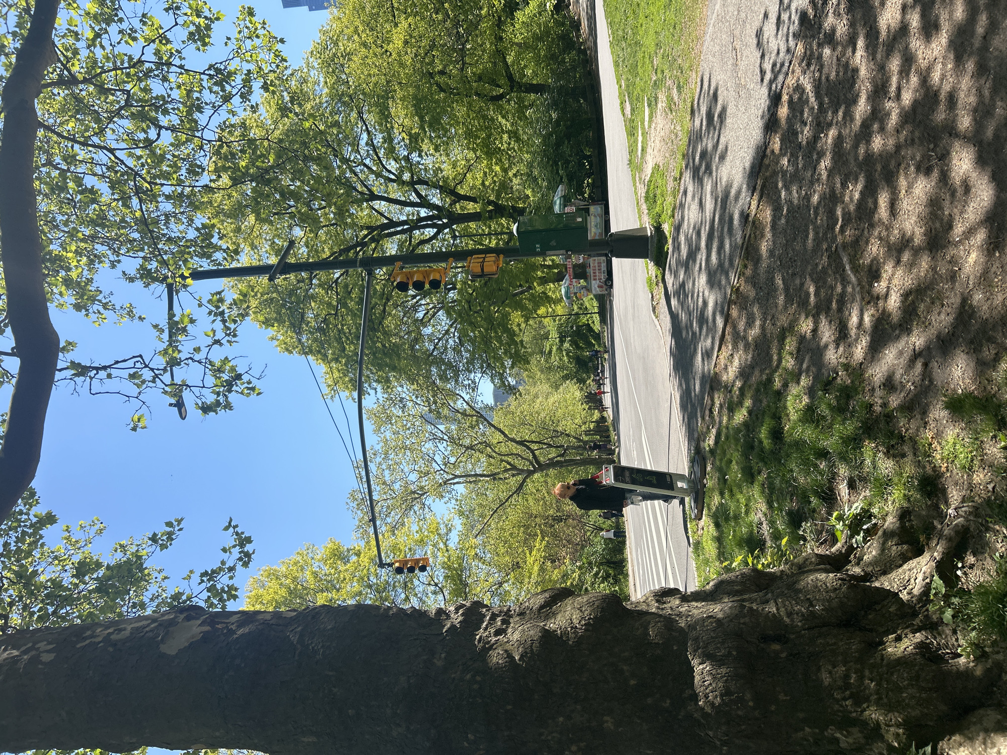 The image captures an urban landscape in New York City, USA. A paved pathway runs parallel to a grassy area, lined with mature trees providing partial shade. A person stands on the pathway, near a traffic light pole with attached signage. Overhead traffic lights are visible. A tree trunk dominates the foreground, positioned at the lower edge of the frame. The sky is blue and clear.