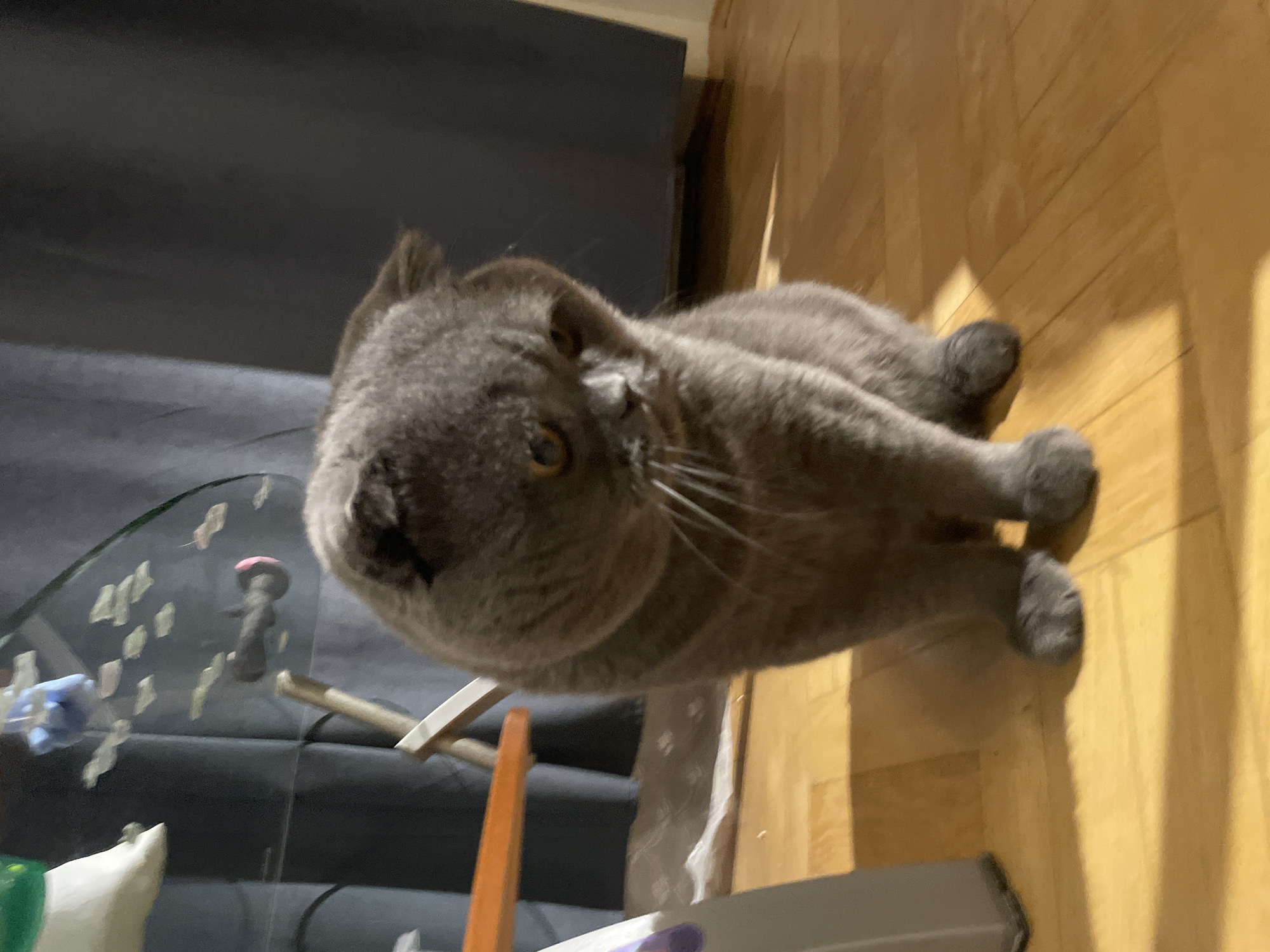 A fluffy, grey Scottish Fold cat sits on a polished wooden floor indoors, its head tilted downwards with a wistful expression. The cat's large, round eyes are partially closed, and its ears are folded forward. In the background, a dark blue curtain hangs behind a glass-top table supported by a wooden tripod. Various small, colorful objects are visible on the table, including what appears to be a toy airplane and a white, plush toy. A portion of a grey plastic object is visible in the lower-left corner, casting a shadow on the floor. The lighting suggests an indoor setting, possibly a living room.