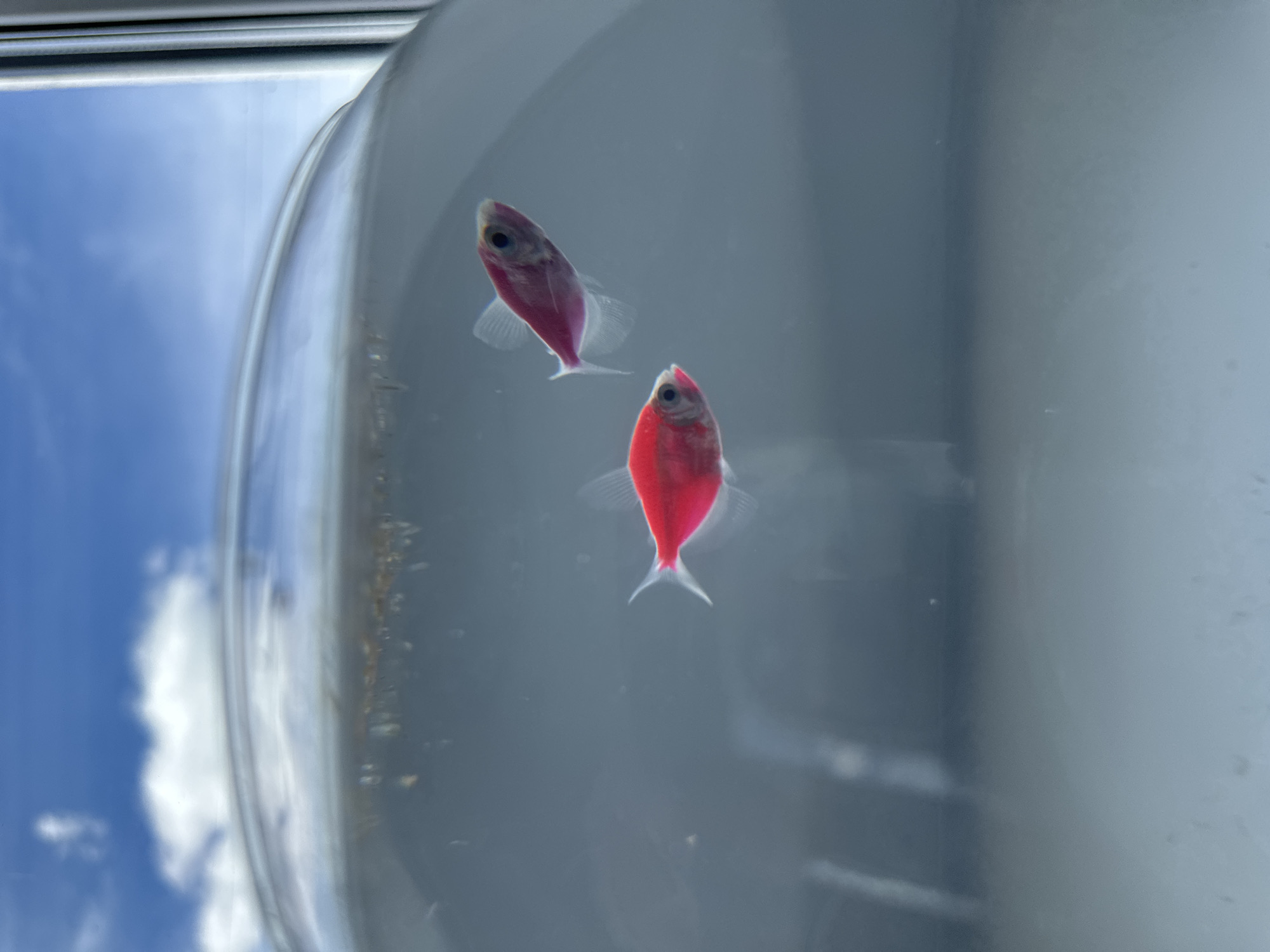 Two genetically modified GloFish tetras are visible inside a clear container, likely a fishbowl or tank. One fish is bright red, and the other is a paler shade of pink or red. The container is positioned near a window, reflecting an outdoor scene of a blue sky with white clouds. The location appears to be indoors.