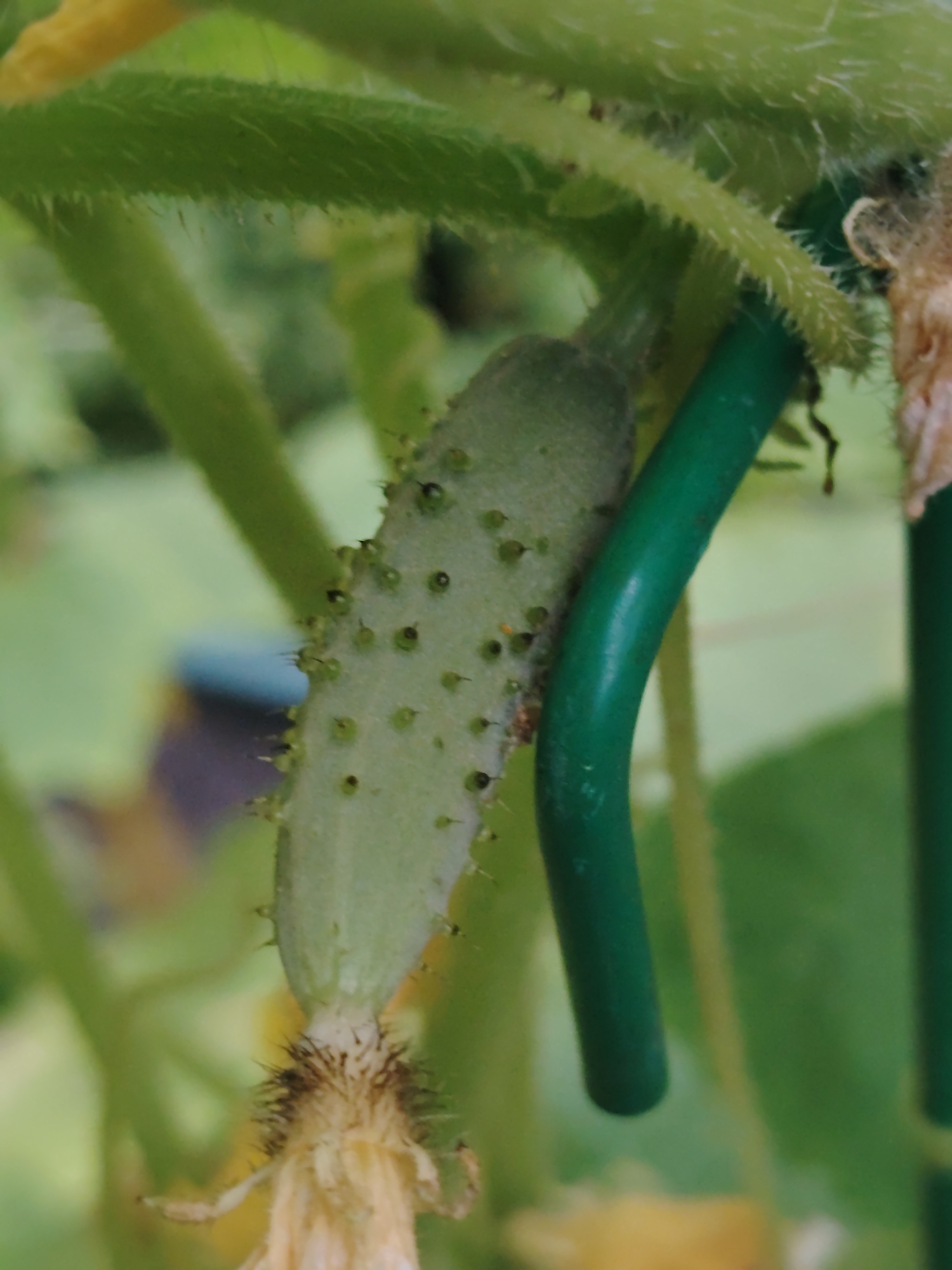 The image shows a close-up of a small, immature cucumber growing on a vine. The cucumber is pale green and covered in small, dark spines. It is attached to a stem that is covered in fine, fuzzy hairs. A thick, green garden stake or support rod is visible behind the cucumber. The background is blurred and consists of green foliage and some yellow floral elements, suggesting an outdoor garden setting. The location is in the city of Unknown, Ukraine.