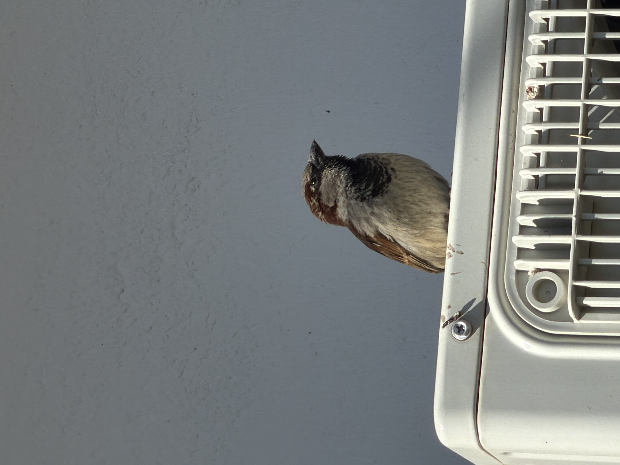 A small bird, possibly a sparrow, is partially visible on the right side of the frame, peeking out from behind or next to a white air conditioning unit. The bird's head is turned to the left, and its body, displaying brown, black, and light grey feathers, extends partially into the frame from the right. Its dark eye is visible.
The air conditioning unit, made of white plastic, occupies the right portion of the image. It features a grill with vertical and horizontal slats, and a circular indentation on its side. A metal screw with a Phillips head is visible attaching part of the unit. The unit appears to be mounted against a plain, light grey textured wall, which takes up most of the left and central parts of the image.
The scene is brightly lit by natural sunlight, casting distinct shadows from the unit's grill, indicating a clear, sunny day. No specific activity is captured beyond the bird's presence. The overall impression is of a bird observing its surroundings from a perch on an outdoor building fixture. No text is visible in the image. The location context is Yuzhny, Russia.