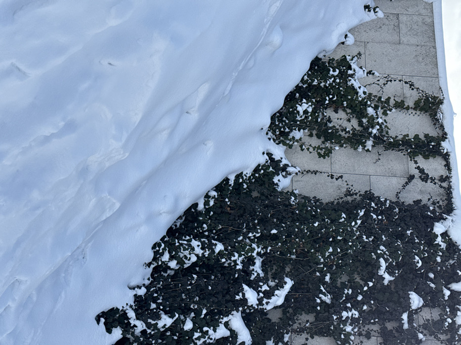 This image captures a winter scene in the city of Plodorodny, Russia. The foreground is dominated by a sloped expanse of undisturbed, white snow, exhibiting gentle undulations and minor depressions. In the background, a light-colored, paneled wall, likely constructed of stone or concrete, is densely covered with dark green ivy. Patches of white snow are visible on the ivy leaves and branches, as well as along the top edge of the wall. No individuals, animals, or specific actions are depicted within the frame. The environment suggests cold, snowy conditions under ambient daylight.