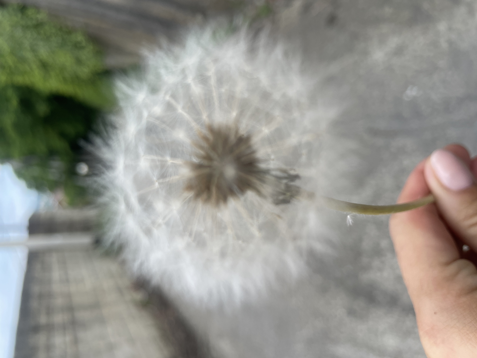 A person's hand is holding a dandelion seed head in an alleyway. The dandelion is in focus, while the background is blurred. The alleyway appears to be paved with concrete or asphalt and has a brick wall on the left side. Green foliage is visible in the distance. The sky is overcast. The location is identified as Baranovka, Russia.