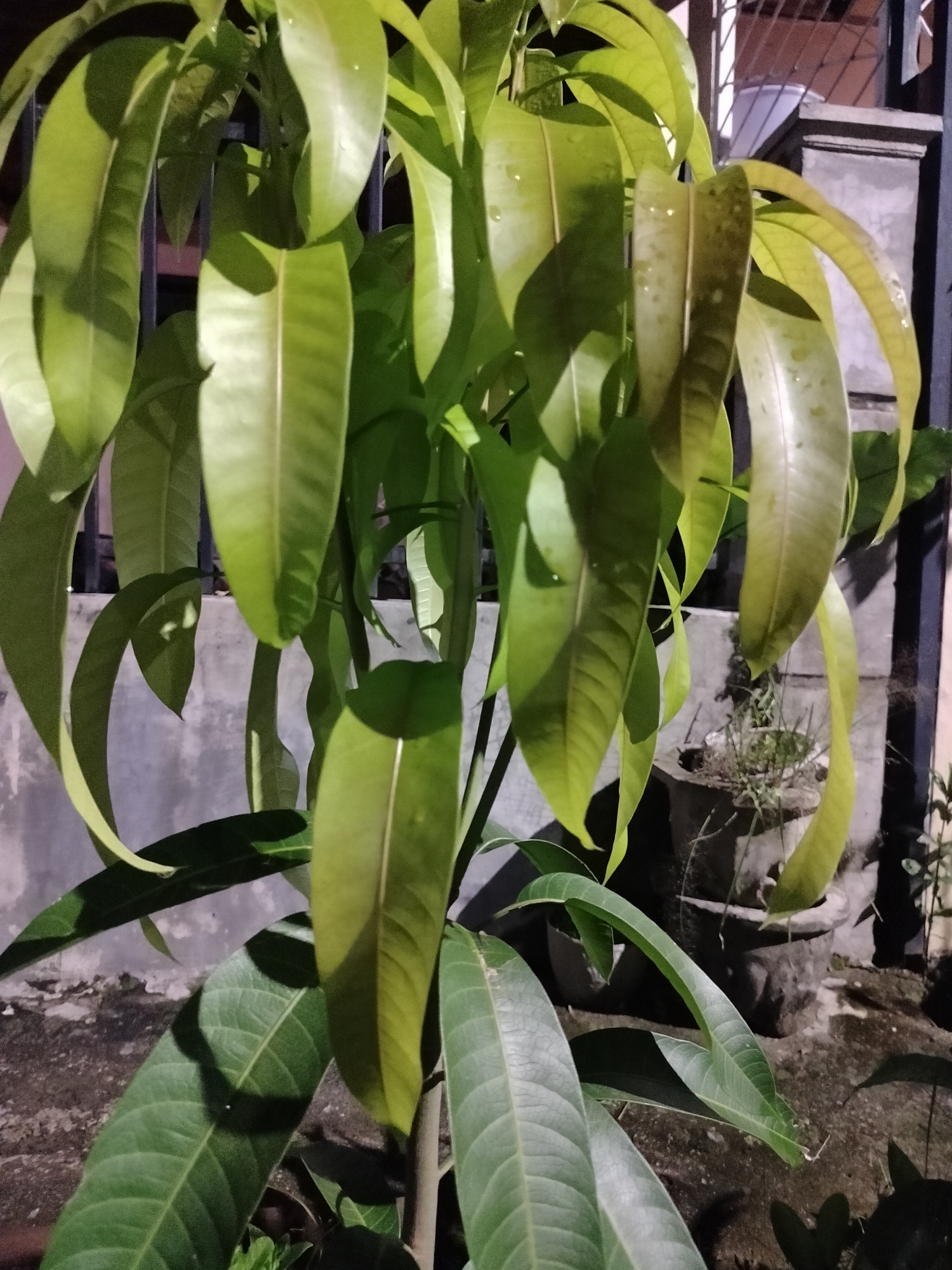 The image depicts a young mango tree with vibrant green leaves, some of which show slight water droplets, suggesting recent watering or dew. The tree is positioned outdoors, likely in a residential area of Kumbangindah, Indonesia, as indicated by the presence of a concrete wall and a metal fence in the background, typical of Indonesian housing. A weathered, dark-colored pot containing sparse vegetation is visible to the right, further suggesting a domestic or garden setting. The lighting suggests it might be evening or early morning, with artificial light casting distinct shadows on the leaves and ground. The overall scene is tranquil and focuses on the natural beauty of the plant.