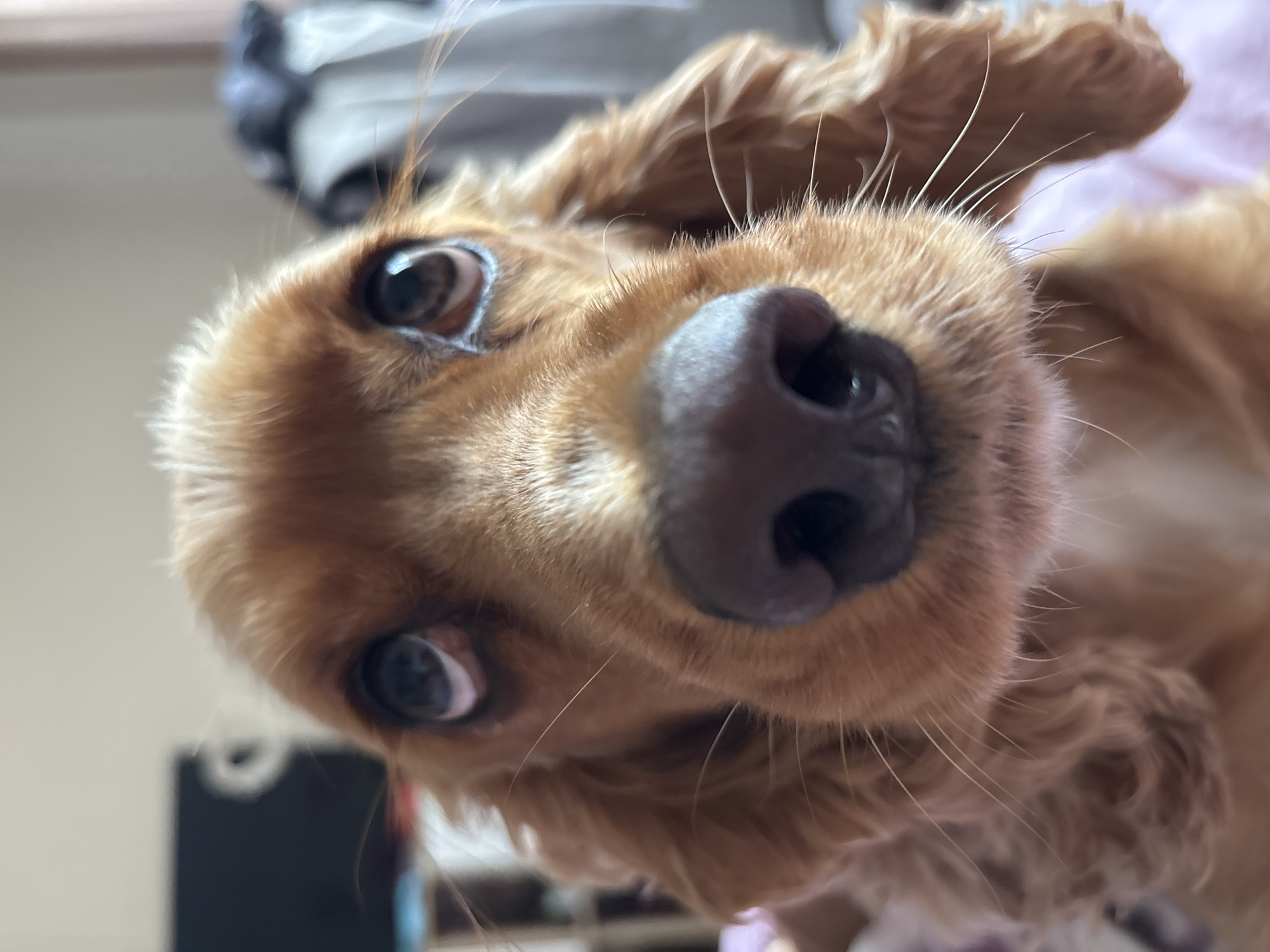 This is a close-up, head-on shot of a golden-brown dog, likely a Cocker Spaniel, looking upwards with large, soulful eyes. The dog's wet nose, whiskers, and floppy ears are clearly visible. The background is blurred and appears to be an indoor setting, possibly a bedroom, with hints of furniture and soft bedding. There is no discernible location in the city of Shumen, Bulgaria. The image focuses solely on the dog's face.