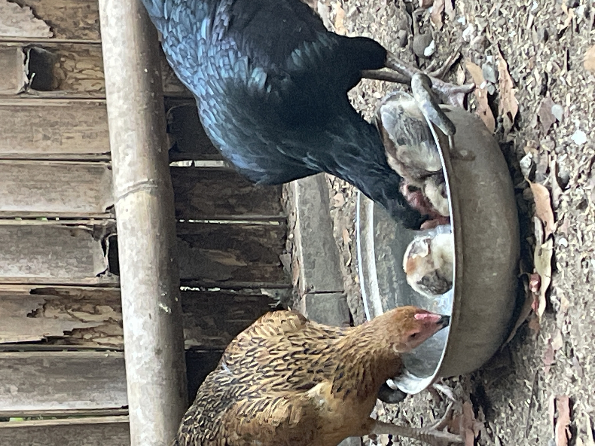The image depicts a close-up view of two chickens and at least two chicks gathered around a shallow, metallic bowl filled with what appears to be food. The chickens are actively feeding, with one chicken, predominantly brown and tan with intricate feather patterns, dipping its head into the bowl from the left. The other chicken, a larger bird with iridescent black and deep blue feathers, is positioned on the right, also feeding. Several small chicks, one clearly visible with light brown and white downy feathers, are nestled within the bowl, also partaking in the meal. The bowl rests on a ground covered with soil, dry leaves, and small pebbles. In the background, a fence made of vertically arranged bamboo stalks is visible, some of which show signs of age and weathering. A horizontal bamboo pole runs across the middle of the frame, in front of the fence. The overall environment suggests an outdoor, possibly rural or backyard setting in Sucenjurutengah, Indonesia.