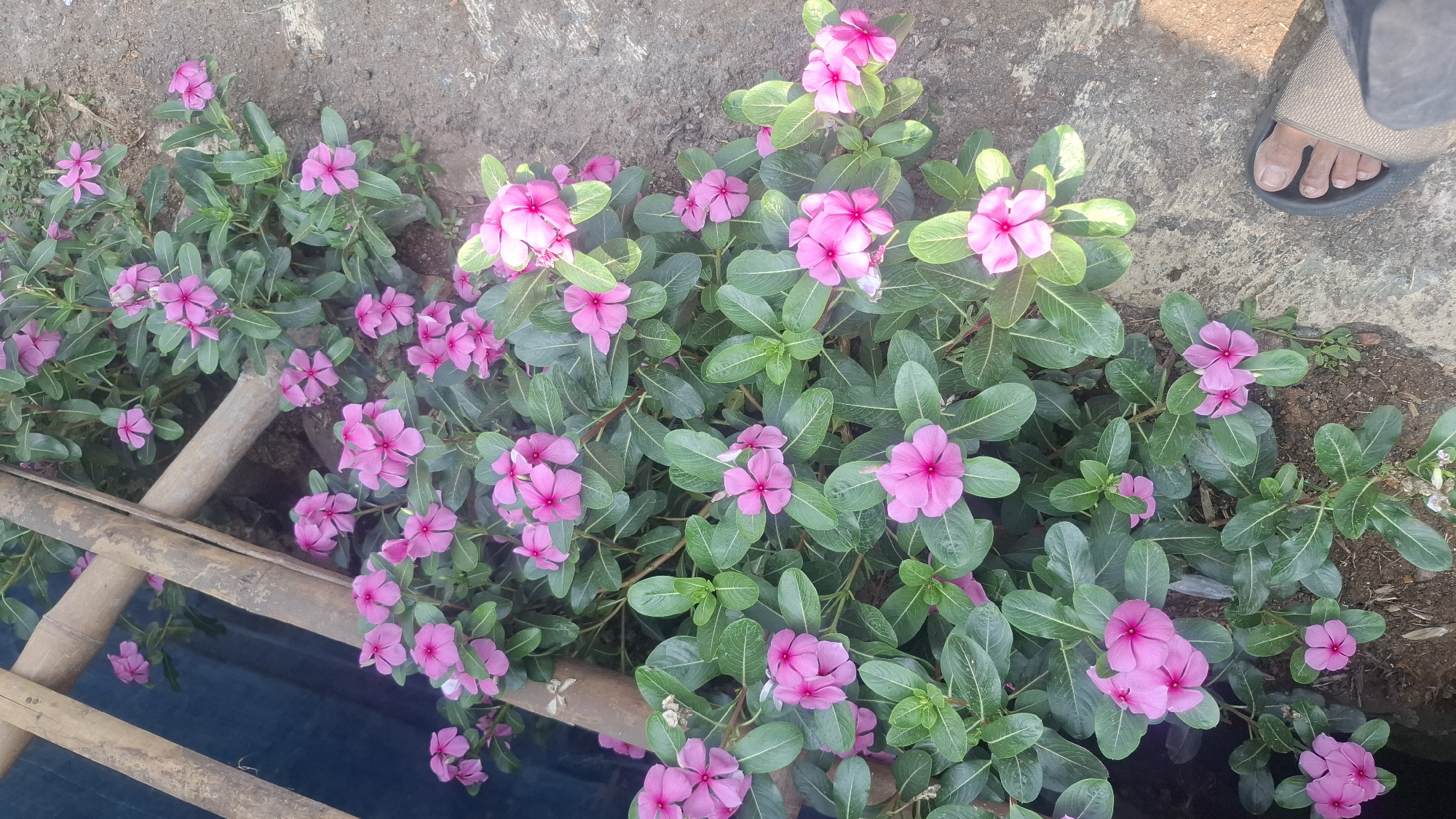 In Rahong, Indonesia, a cluster of vibrant pink vinca flowers blooms along a weathered bamboo structure. The plants, characterized by their deep green leaves and delicate five-petal blossoms, are situated near a concrete pathway. A person's foot, clad in a sandal, is visible in the lower right corner of the frame, suggesting recent human presence. The scene is illuminated by natural daylight, casting subtle shadows.