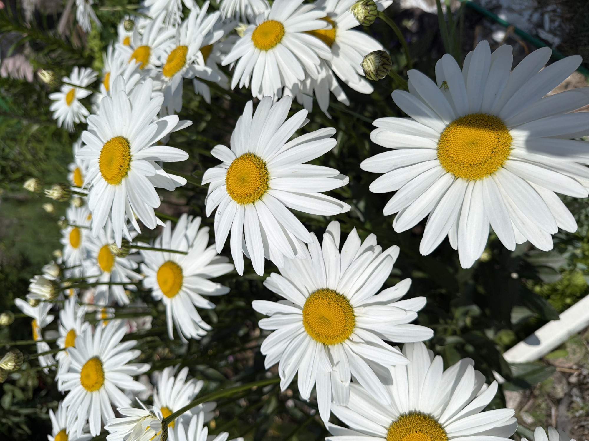 The image shows a close-up view of a cluster of white daisies with yellow centers. The daisies are in bloom, with many petals fully open, and some are still in bud form. The background is a blur of green foliage and dappled sunlight, suggesting an outdoor setting. The ground appears to be a mix of soil and some lighter colored debris. The overall impression is of a bright, sunny day in a garden or natural area. The specific location in the city of Khekhtsir, Russia, is not determinable from the visual information in the image. There are no people, actions, or interactions depicted.