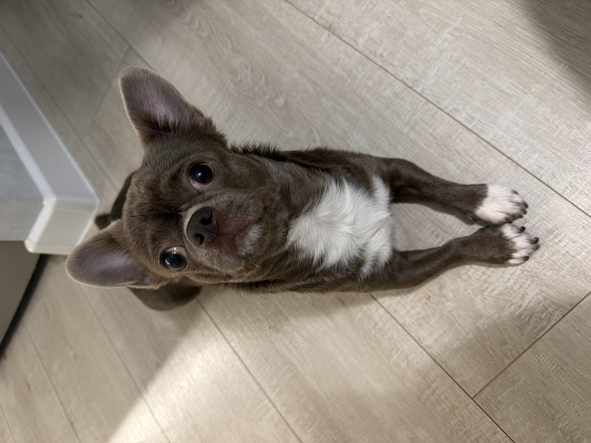 A small, short-haired dog with brown-grey fur and a white chest and paws is depicted from an overhead perspective, looking directly up towards the camera. The dog has large, dark, expressive eyes and prominent, upright ears. Its front paws are extended forward on the light-colored laminate or wood plank flooring. A distinct patch of white fur covers its chest, and its front paws also feature white markings. In the background, a white baseboard or a piece of furniture is partially visible, indicating an indoor setting, likely a home. Shadows on the floor suggest an internal light source or diffused natural light. The dog's gaze conveys attentiveness and curiosity. There is no visible text in the image. The photo is set in an indoor location in Votkinsk, Russia.