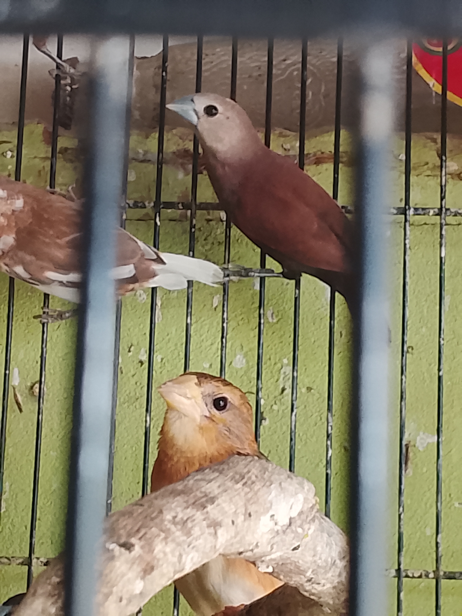 Two small birds are visible in a cage with green, textured walls and vertical metal bars. The bird in the foreground is facing right, with its head tilted upwards. It has light brown and orange plumage, a dark eye, and a light-colored beak. It is perched on a textured branch. A second bird, mostly brown with white markings, is partially visible to the left and behind the foreground bird. This bird is facing left and is further away from the camera. The scene appears to be an indoor enclosure, likely in a residential setting in Kuta Trieng, Indonesia.