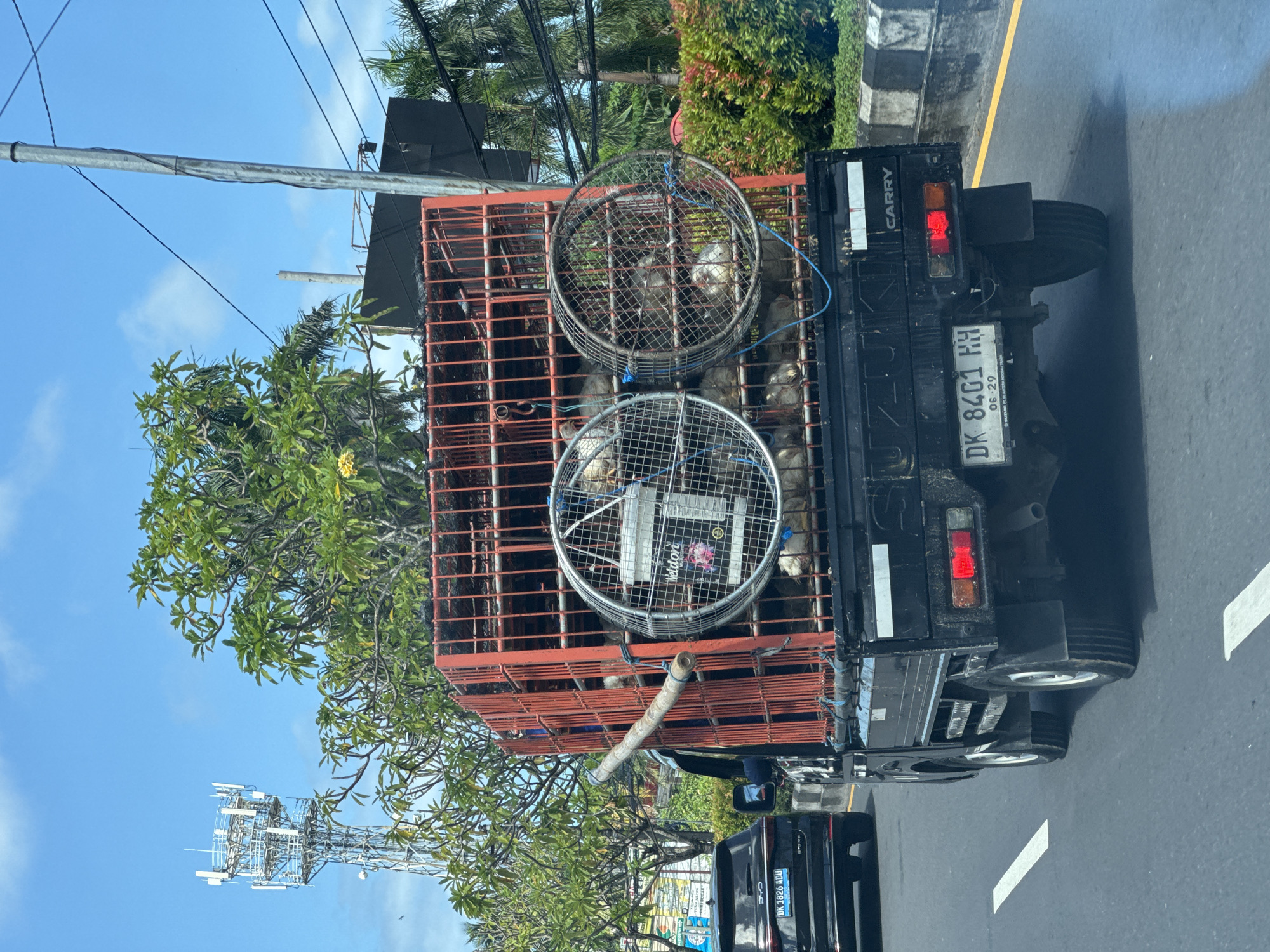 The image depicts a black Suzuki Carry truck moving along a road in Kuta Selatan, Indonesia. The truck's license plate reads "DK 8401 RH." The truck bed contains a red metal cage filled with chickens, some held in separate wire baskets secured to the top of the cage. The environment includes a blue sky, greenery along the roadside, a telephone pole, and a communication tower. A black car, license plate "DK 1826 NDU", is following the truck. The scene suggests the transportation of live poultry in an urban or semi-urban setting.