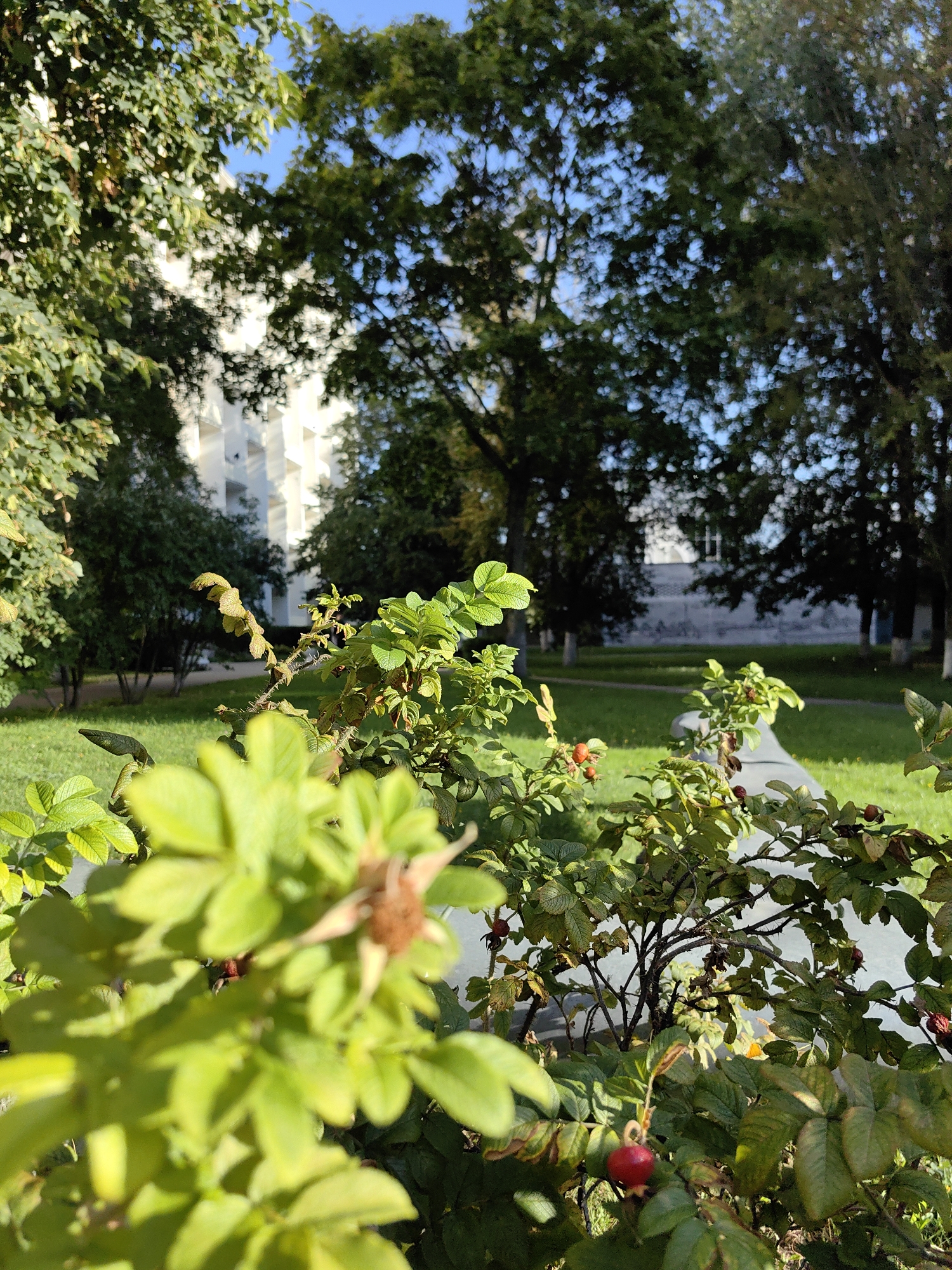 The image depicts a close-up view of a rosehip bush with red berries and green leaves in the foreground. Behind the bush, a well-maintained lawn and trees are visible. In the background, a white building with a modern architectural style stands under a clear blue sky. The scene is set in a park or garden area within the city of Minsk, Belarus. There are no people or animals present in the image. The lighting suggests it is daytime, possibly late afternoon due to the warm tones. The overall impression is one of a tranquil urban green space.