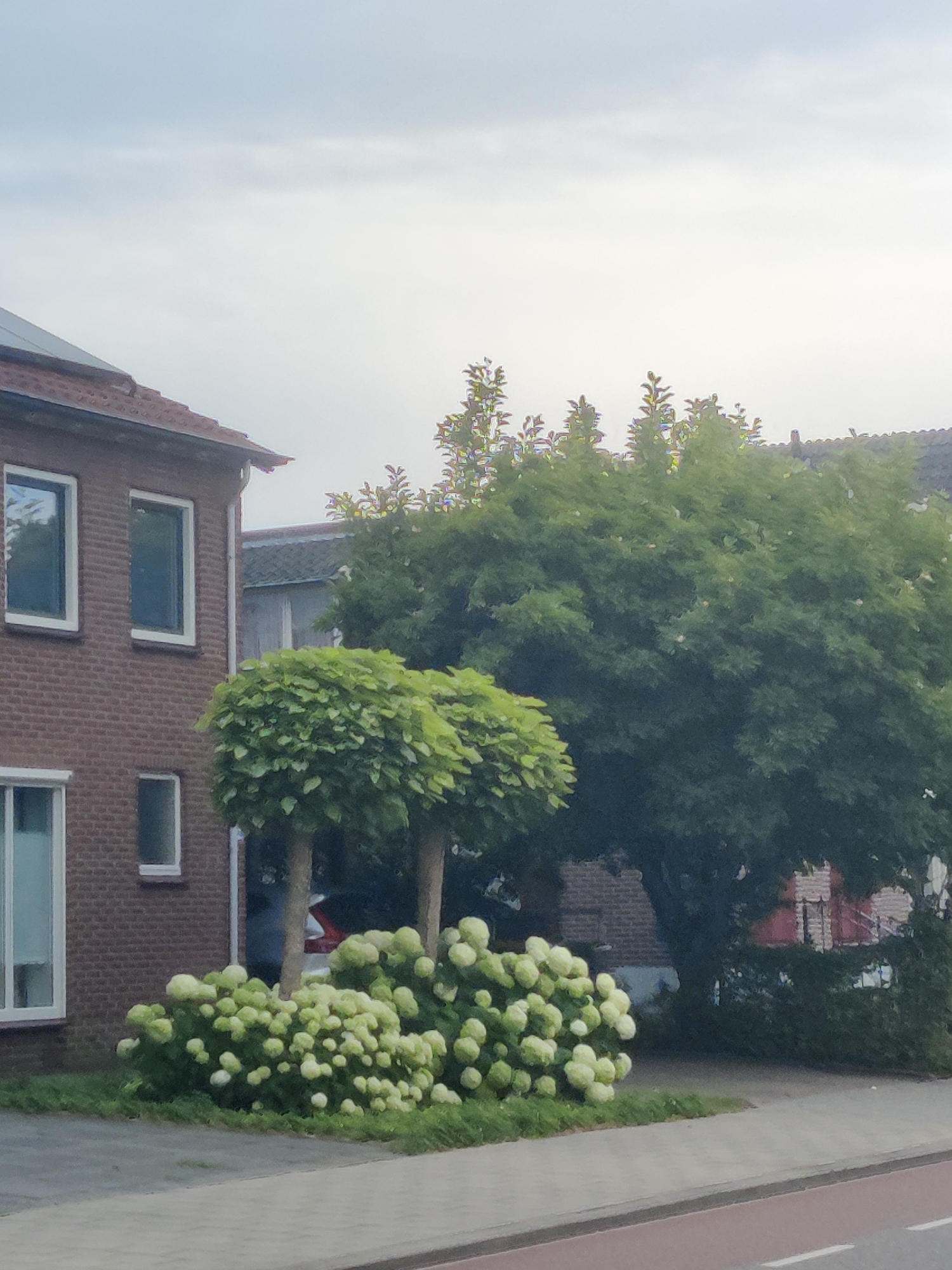 The image depicts a residential street scene in Winterswijk, Netherlands. In the foreground, a paved walkway runs along the right side of the frame. Adjacent to the walkway is a patch of grass with a large cluster of flowering hydrangeas in white and pale green. Behind the hydrangeas, two trees with rounded canopies are visible. To the left of the hydrangeas, a brick house with several windows is present. In the background, a larger, darker tree dominates the scene, with parts of buildings and rooftops peeking through its foliage. The sky above is overcast. No people are visible in the image.