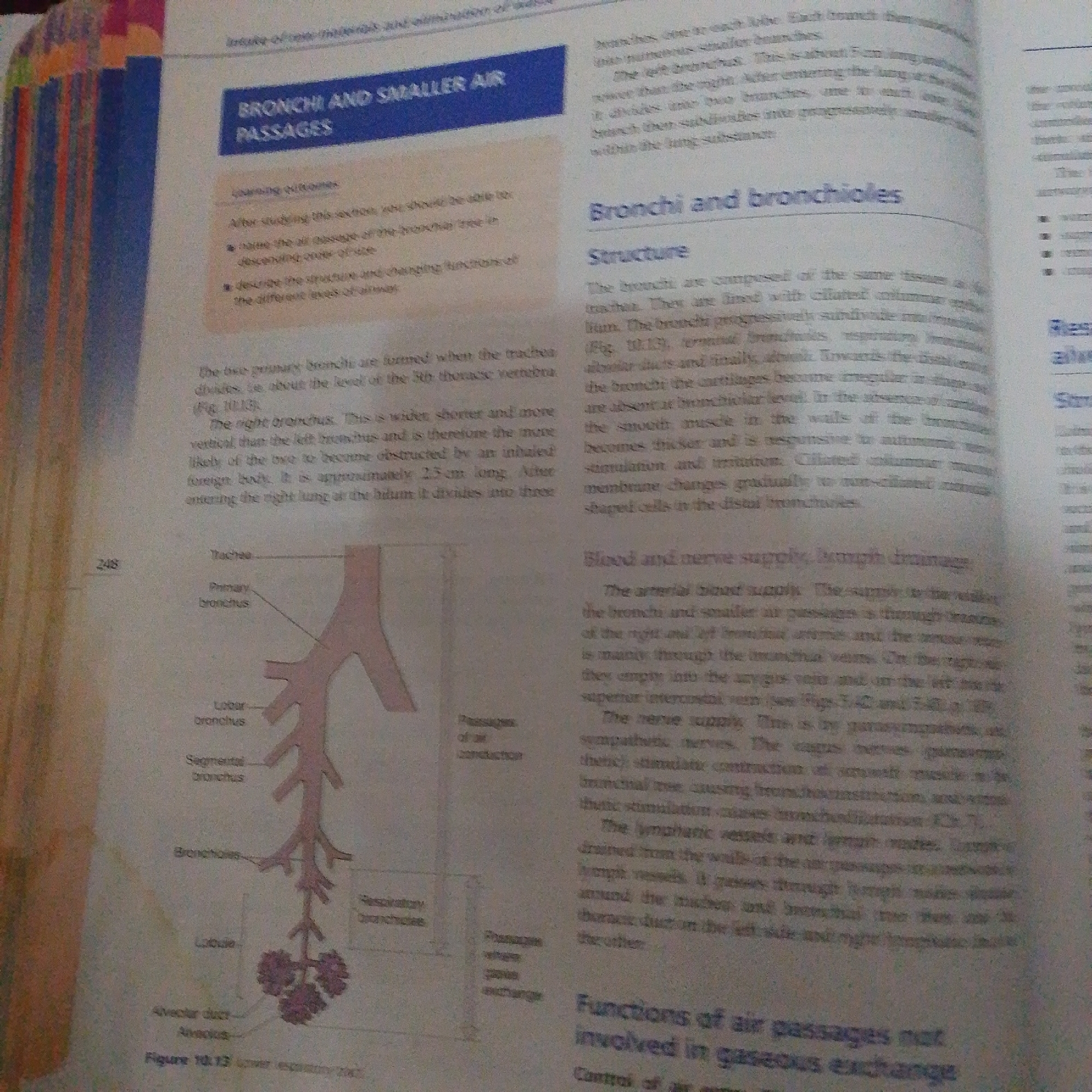 The image displays a page from a textbook, likely an anatomy or biology book, focusing on the respiratory system. It features text discussing "Bronchi and Smaller Air Passages" and "Bronchi and Bronchioles," accompanied by an illustration of the lower respiratory tract. The illustration shows the trachea branching into primary bronchi, which further divide into lobar bronchi, segmental bronchi, and finally bronchioles leading to lobules containing alveoli. Labels indicate different parts of this structure. The text discusses the structure and function of these air passages, including their composition, branching patterns, and involvement in air conduction and gaseous exchange. There are also sections on blood and nerve supply to these structures, as well as lymphatic drainage. The page has a header "Bronchi and Smaller Air Passages" and mentions "Figure 10.13 Lower respiratory tract." There is no information within the image to suggest any connection to the city of Jalingo, Nigeria.