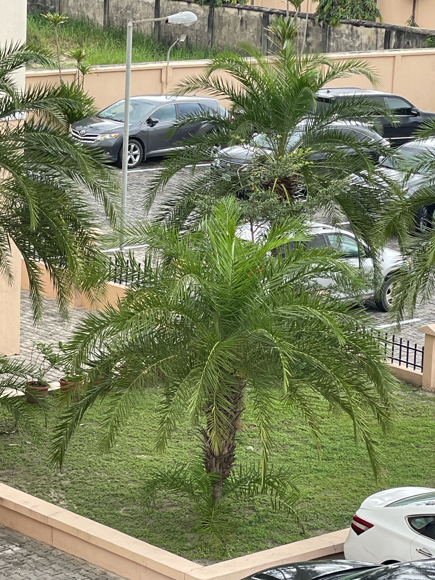 In Lekki Peninsula II, Nigeria, an outdoor scene captures a parking area with several vehicles partially obscured by palm trees. A dark grey minivan is parked on the left side of the frame. In the center and right, a black SUV and a silver sedan are visible, with a white sedan partially in the lower right corner. The ground is paved with interlocking stones, and a patch of green grass with scattered small plants is present in front of a low beige wall. A lamppost stands tall behind the minivan. The environment appears to be a residential or commercial complex, characterized by the presence of parked cars and well-maintained landscaping with palm trees and grass.