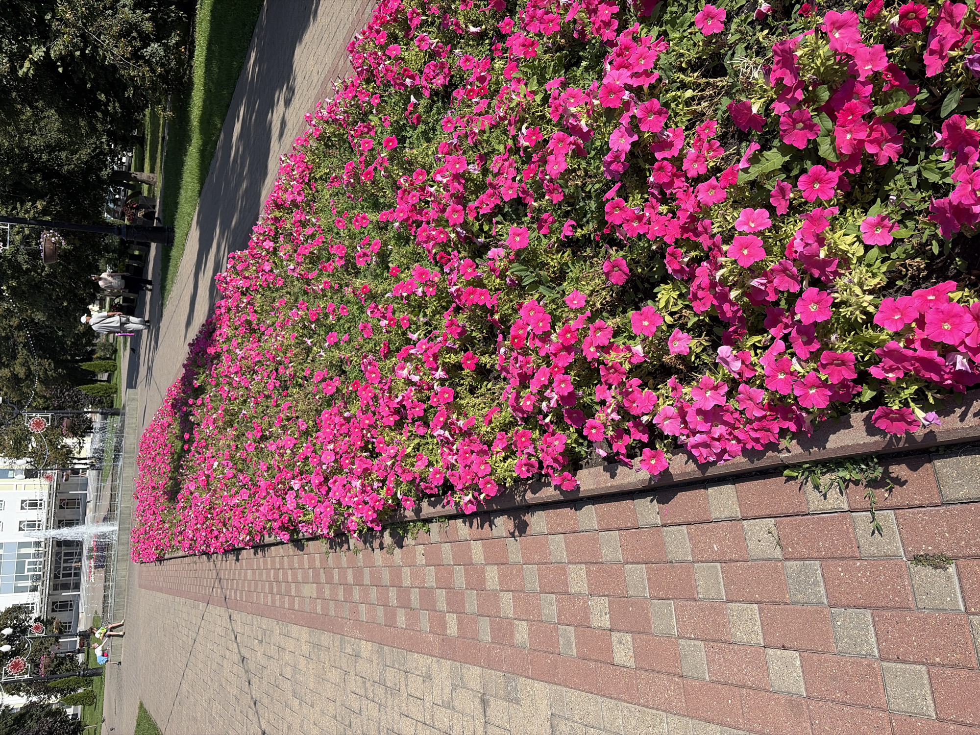 The image depicts a flowerbed filled with vibrant pink petunias, bordering a paved walkway in a city park. In the background, a building with a fountain in front of it is visible. The walkway is made of red and grey square tiles arranged in a checkerboard pattern. Two individuals are walking on the walkway in the middle distance. The scene is illuminated by sunlight, casting shadows on the ground. This park is located in the city of Tambov, Russia.
