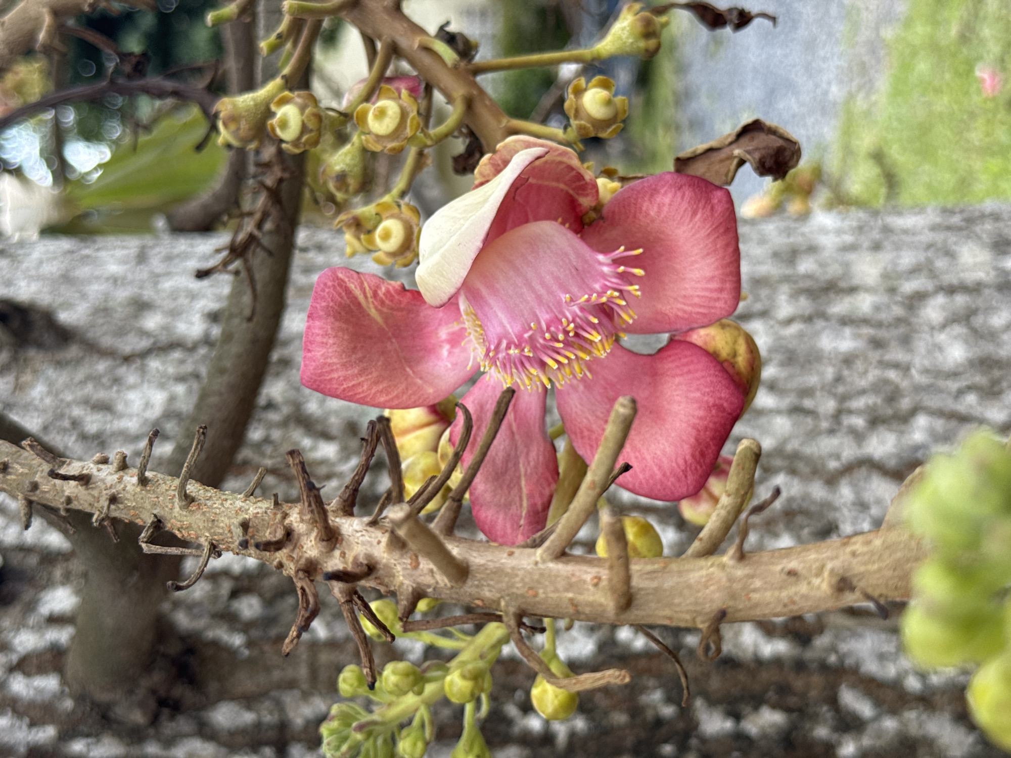 This close-up, eye-level, outdoor photograph captures a vibrant Cannonball flower (Couroupita guianensis) in bloom, with a large, pink and white flower prominently displayed in the center. The flower features delicate, frilly yellow stamens extending from its center and is surrounded by unopened buds and dried parts of the plant. The background consists of a blurred tree trunk, its rough bark visible, and hints of greenery and a paved surface, suggesting an urban or garden setting. The lighting is natural, casting soft shadows and highlighting the textures of the flower and plant. The scene is static, with no people or animals present. The photograph was taken in the vicinity of Thep Krasatti, Thailand, likely in a botanical garden or a residential area with mature trees.