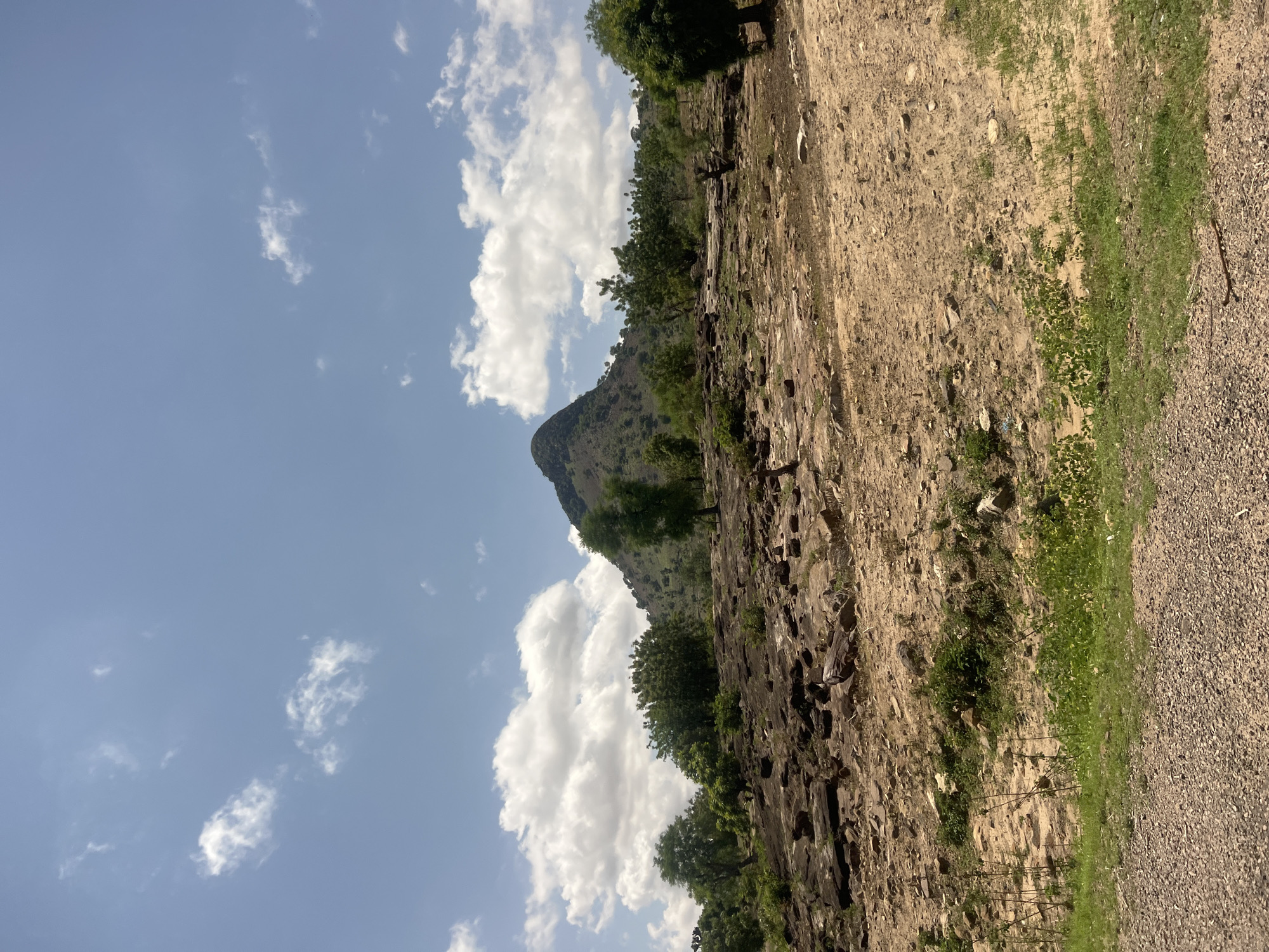 This image depicts an arid, rocky landscape in Balanga, Nigeria, under a bright blue sky with scattered white cumulus clouds. In the foreground, a gravelly path or road occupies the bottom of the frame, bordered by a strip of green grass and sparse vegetation. The midground consists of a vast expanse of reddish-brown and tan dirt, heavily strewn with numerous dark, flat, and irregular rocks and boulders. Interspersed throughout this rocky terrain are clusters of small to medium-sized green trees and bushes. A prominent, conical-shaped mountain, covered in dark green foliage and some exposed rock, rises steeply in the background on the left, forming the highest point in the immediate landscape. The sky above is clear and bright, with distinct white clouds concentrated towards the left and right sides of the upper frame. No people, animals, or man-made structures are visible in the scene.