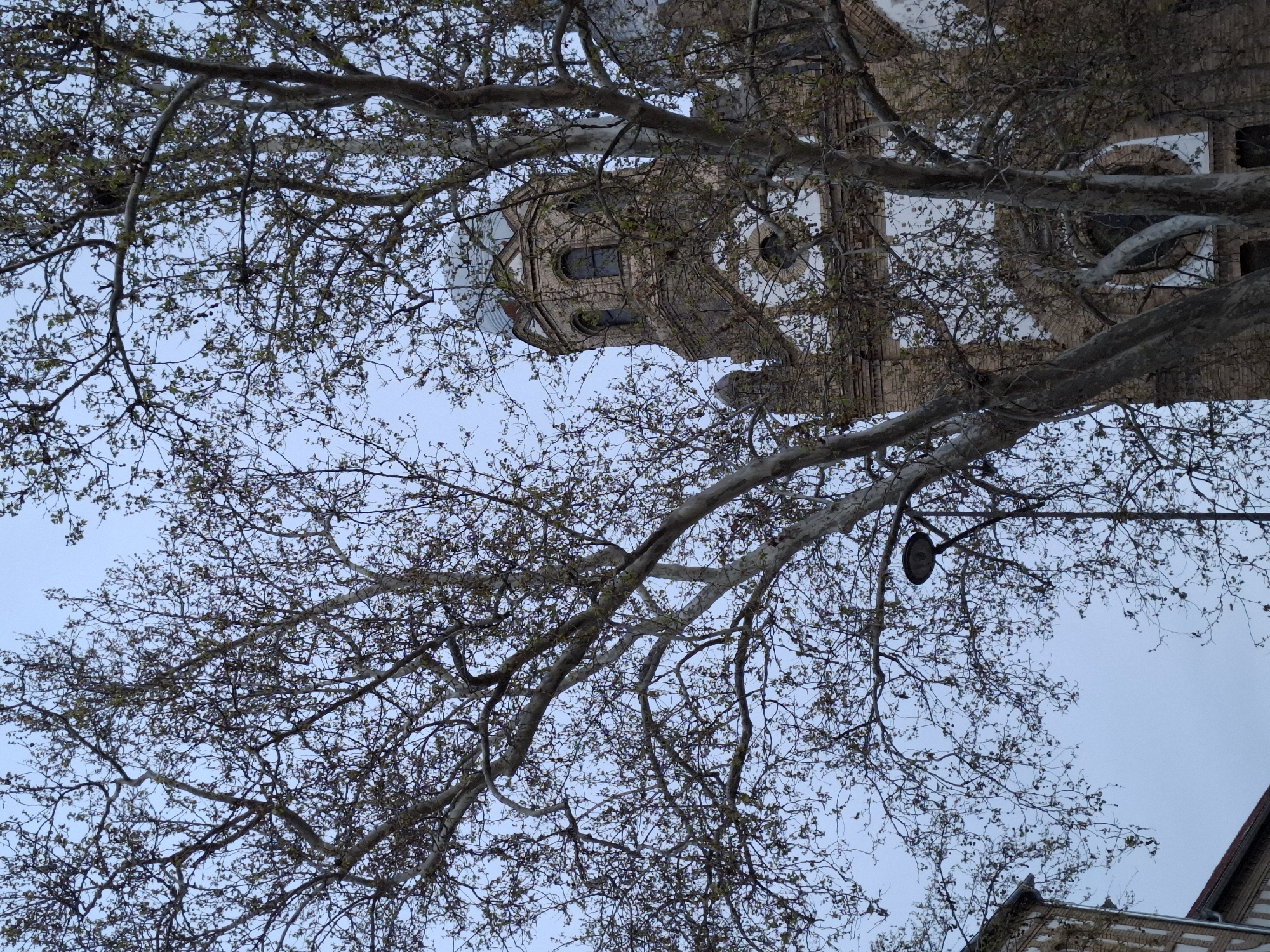The image depicts the Serbian National Theatre in Novi Sad, Serbia, partially obscured by the bare branches of a tree. The architectural style of the theatre is visible, with brickwork and arched windows. A street lamp is attached to a branch of the tree. The sky is a pale blue. The image is oriented vertically, looking up towards the building through the tree branches.