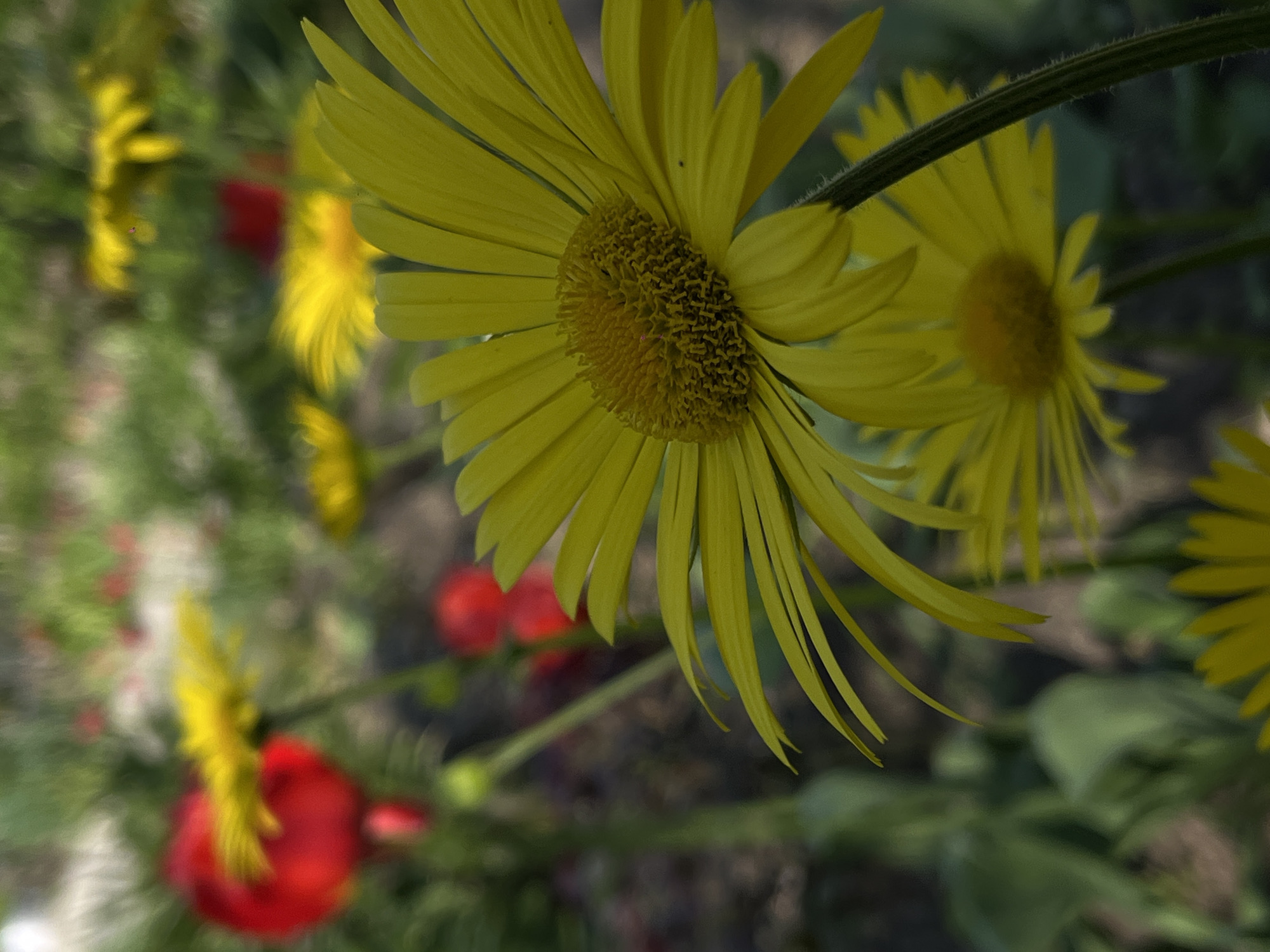 The image shows a close-up view of yellow daisies with narrow petals, some in focus and others blurred in the background. Red berries are also visible out of focus amongst the foliage. The setting appears to be outdoors within a garden or naturalized area, given the presence of flowers, greenery, and berries. There is no explicit evidence within the image to confirm or deny the location as Novopokrovskaya, Russia. No people, actions, or interactions are depicted.