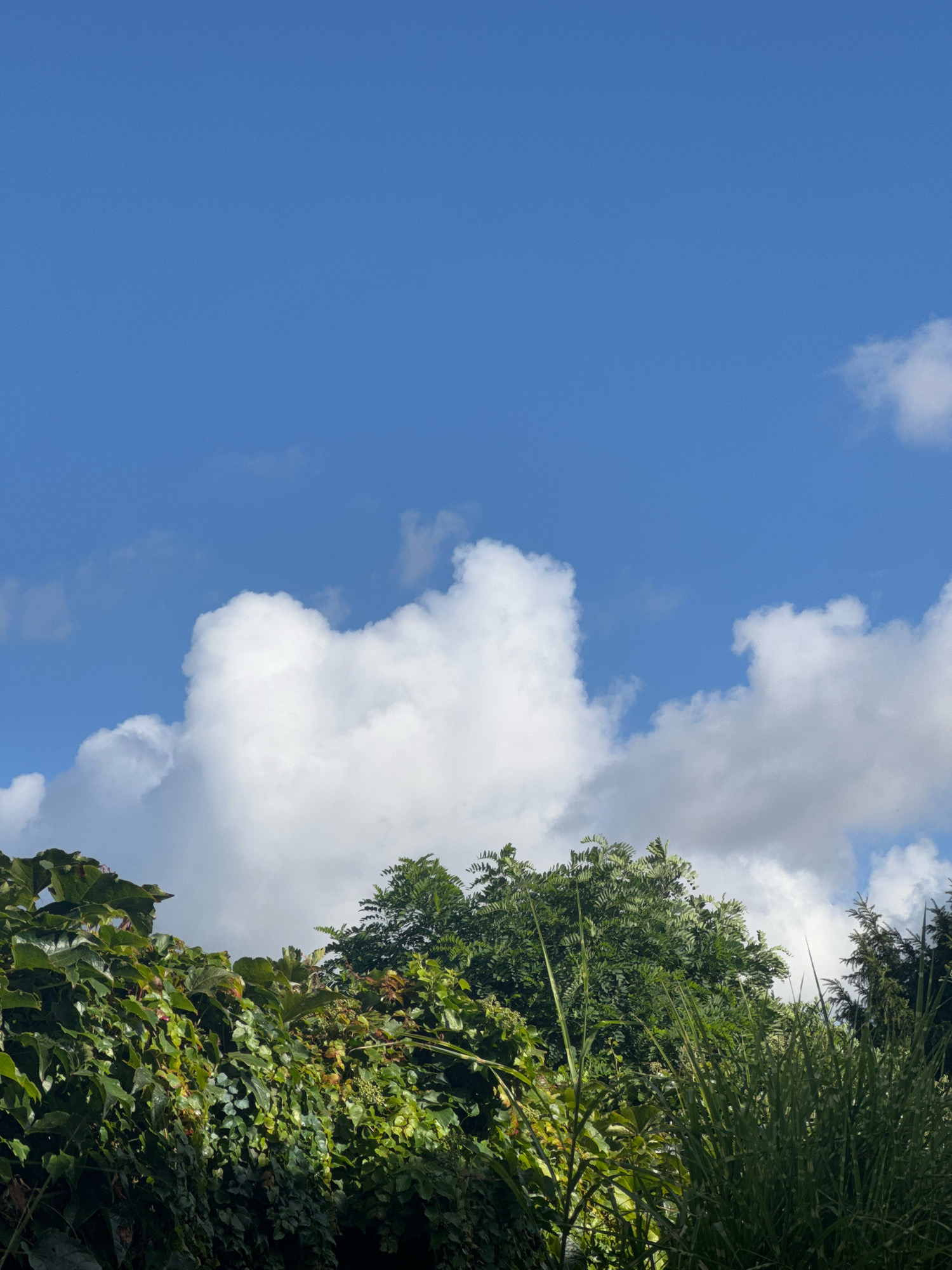 The image shows a clear blue sky with scattered white clouds, partially obscuring a lush green canopy of trees and vegetation. The foreground is dominated by dense foliage, with various shades of green and some reddish-brown accents, suggesting a natural or garden setting. The trees appear healthy and vibrant, with a mix of leaf shapes and sizes. The sky is a dominant feature, taking up more than half of the frame, with the clouds adding texture and depth. The image composition is horizontal, with the vegetation forming a line across the bottom third of the frame, and the sky filling the upper two-thirds. No people, animals, or specific buildings are visible. The scene depicts a bright, sunny day in an outdoor environment.