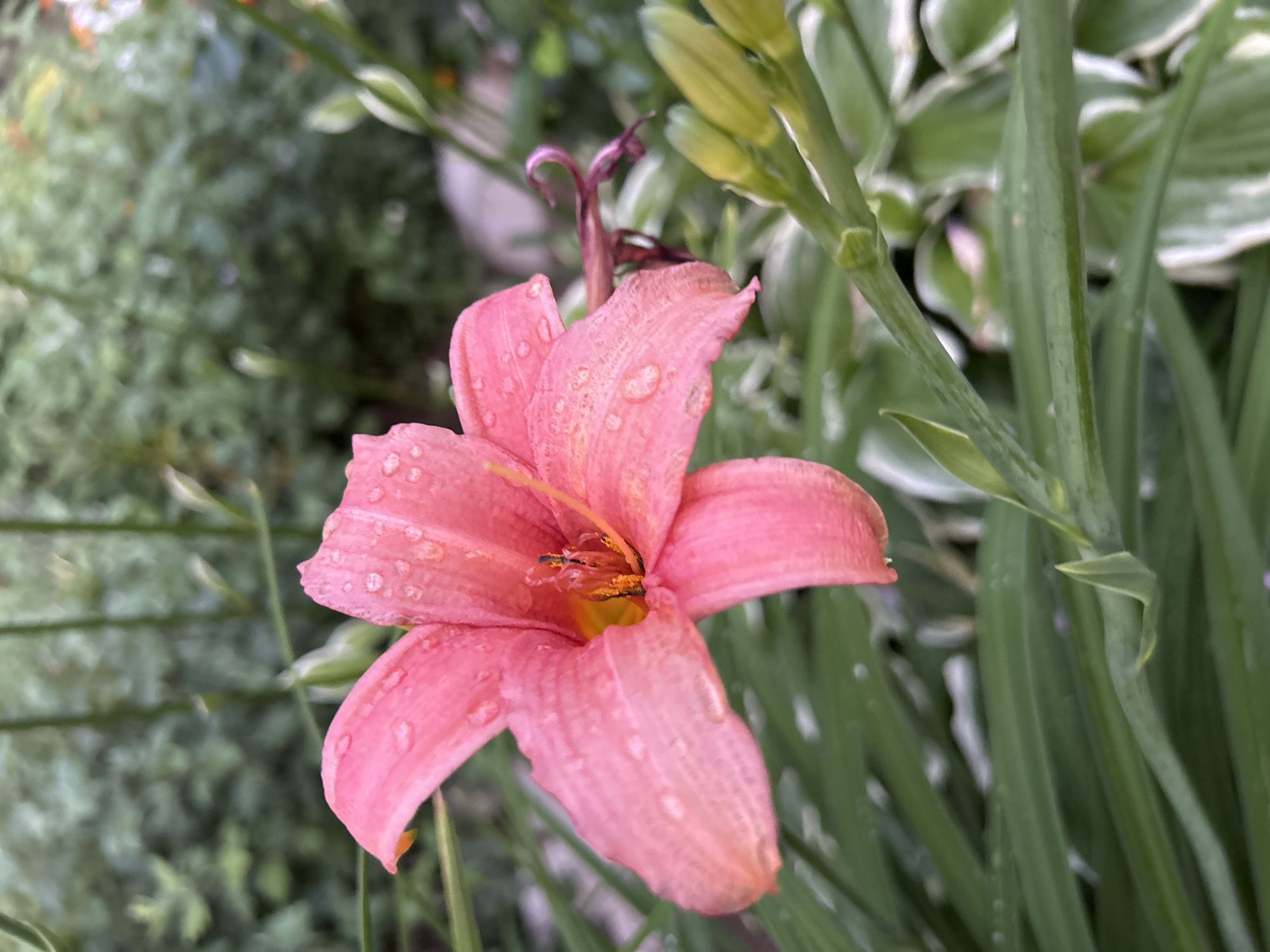 A close-up, eye-level, outdoor shot features a vibrant pink lily in full bloom, adorned with numerous water droplets. The lily is positioned slightly off-center to the left, with its petals fanning outwards and upwards. The stamens and pistil are visible in the center of the flower, dusted with orange pollen. To the right of the lily, a cluster of green flower buds are tightly closed, with some showing hints of white variegation on their leaves. The background is a soft blur of green foliage and plants, suggesting a garden setting. The image was taken in Noviy, Russia.