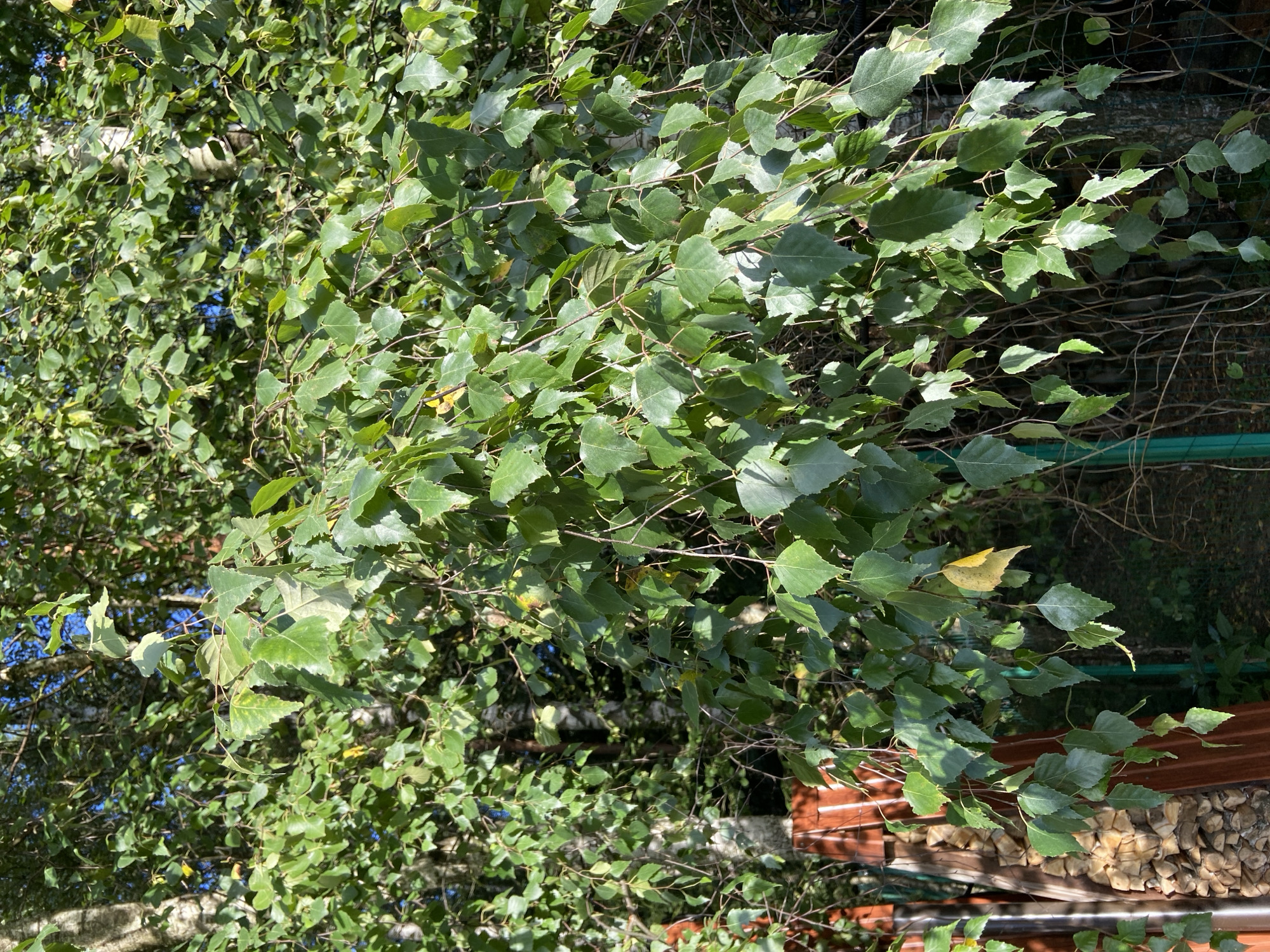 The image shows a close-up view of a birch tree with dense foliage, set against a backdrop of more trees and a clear blue sky. The leaves are predominantly green, with a few showing signs of yellowing, suggesting a late summer or early autumn season. The bark of the birch trees is visible, characterized by its white, papery texture. In the lower left portion of the frame, a section of a wooden fence, made of stacked planks, is visible. Partially obscured by the tree branches, a green metal fence can also be seen. The scene appears to be an outdoor setting, possibly a garden or a natural area within the city of Зимородок Днп, Russia, given the context. No people or animals are present in the image.