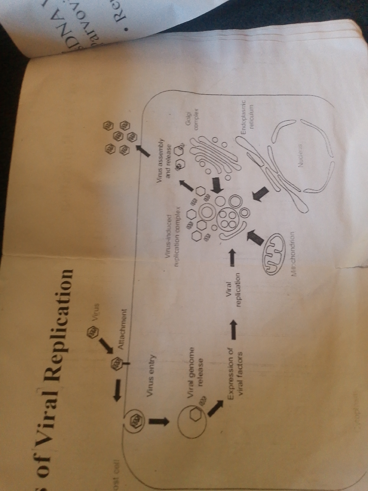 The image depicts a diagram illustrating the process of viral replication within a host cell. The diagram shows various organelles, including the nucleus, endoplasmic reticulum, Golgi complex, and mitochondria, along with viruses at different stages of their lifecycle. Arrows indicate the sequence of events, starting with virus attachment to the host cell, followed by virus entry, viral genome release, expression of viral factors, viral replication, virus assembly, and finally, release of new viruses.
Visible text includes labels for the organelles and stages of viral replication, such as "Virus," "Attachment," "Virus entry," "Viral genome release," "Expression of viral factors," "Viral replication," "Virus-induced replication complex," "Virus assembly and release," "Golgi complex," "Mitochondrion," "Nucleus," and "Endoplasmic reticulum." There are also partial words visible at the top of the image, "DNA" and "Parvov," likely related to the type of virus being depicted.
The scene is a scientific diagram, not a photograph of a real-world setting. There are no people, specific time of day, weather conditions, or emotional cues present. The location context provided (Jalingo, Nigeria) is external information and not discernible from the image itself. The diagram is rendered in black and white with simple line drawings.
