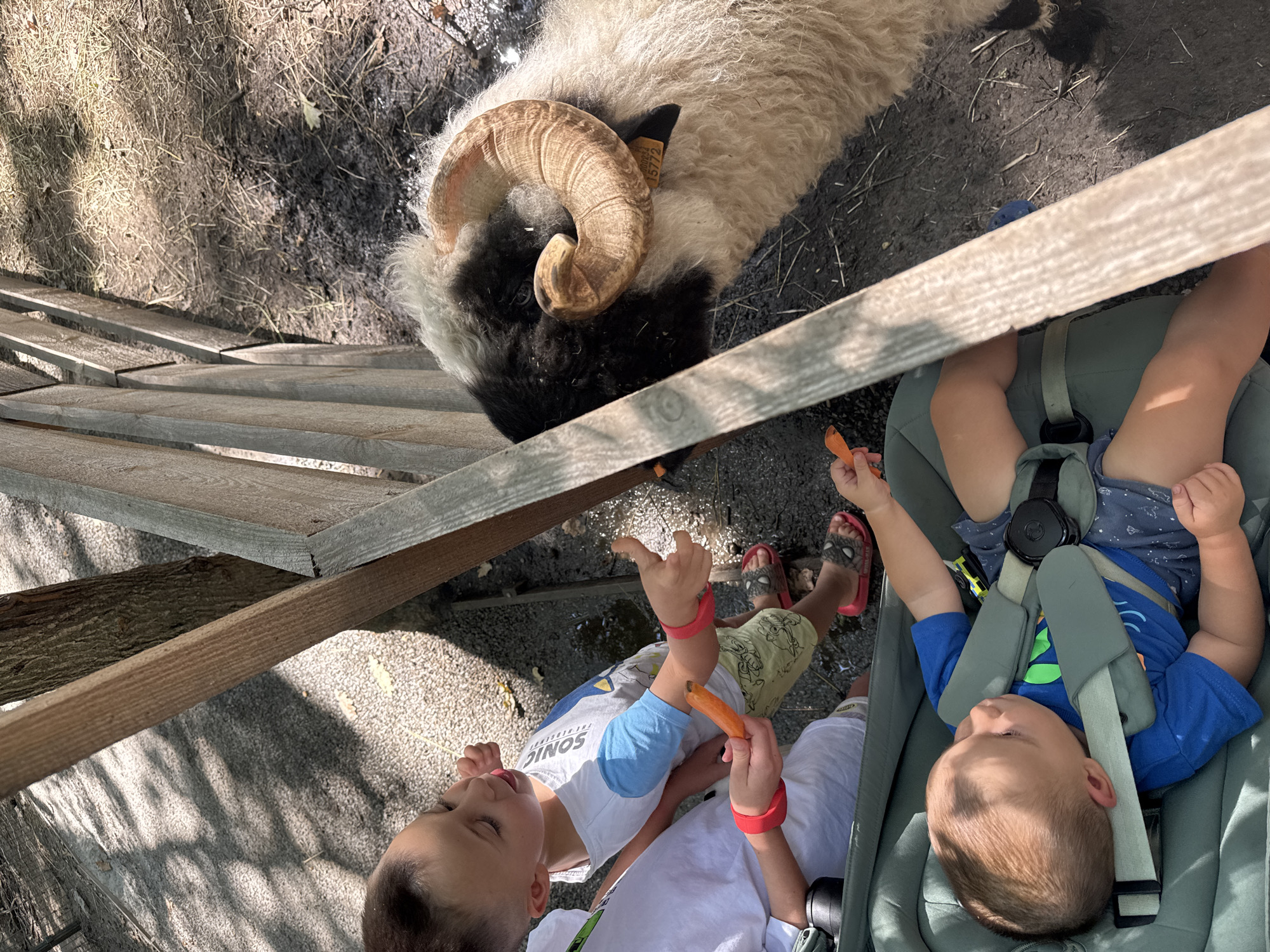 In Orlivshchyna, Ukraine, a child is seen holding a carrot and extending it towards a sheep. The sheep, with distinctive curled horns and a black and white fleece, appears to be reaching for the carrot. Another child is visible in a stroller in the foreground, observing the interaction. They are at an outdoor enclosure, likely a petting zoo or farm, with a wooden fence separating the animals from the visitors. The ground is covered with gravel and dry grass, and dappled sunlight filters through the trees, casting shadows. The overall scene depicts a moment of connection between children and farm animals.