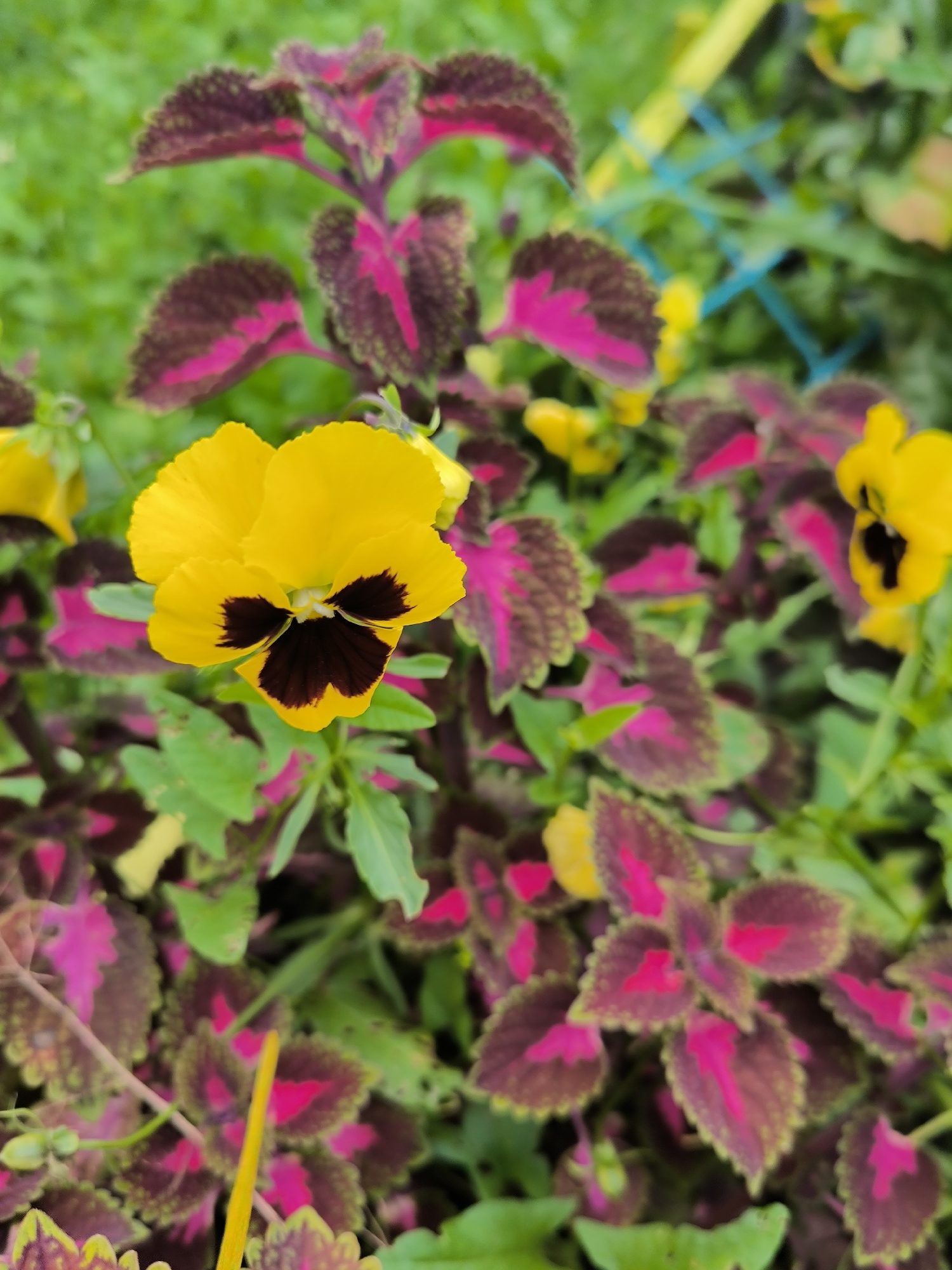 In Maiskii, Russia, a close-up, eye-level outdoor shot captures a vibrant bed of flowers. A prominent yellow pansy with a dark center is in sharp focus in the foreground, its petals slightly curled. Surrounding the pansy are the colorful, variegated leaves of coleus plants, displaying shades of deep maroon, bright pink, and green. Small yellow flowers are scattered throughout the scene, some in focus and others blurred. The background consists of soft green foliage, suggesting a garden setting. A hint of a blue and yellow object, possibly garden netting or fencing, is visible in the upper right quadrant, adding a subtle structural element to the natural composition.