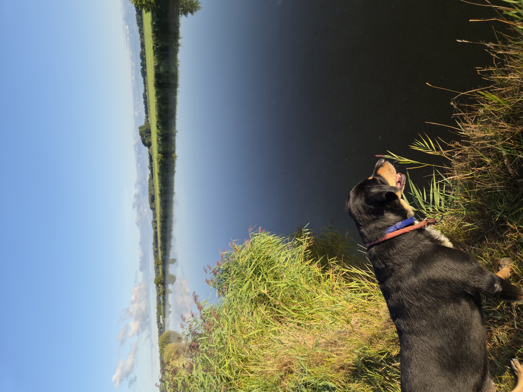 A medium shot captures a black and tan dog with a red and blue collar standing on the grassy bank of a still body of water. The dog is positioned in the lower-left quadrant of the image, facing to the right and looking intently at the water. Its mouth is slightly open, and its tongue is visible. Tall green reeds and dry grass surround the dog and line the water's edge, with some reeds casting shadows on the water. The water itself is dark and reflective, mirroring the clear blue sky above and the distant treeline on the far bank. A gentle mist hovers over the water's surface. The background consists of a flat, green agricultural landscape with a few scattered trees and a light blue sky with scattered white clouds. The scene appears to be in a rural or park-like setting, potentially a canal or lake within or near Schiffdorf, Germany, given the typical landscape. There are no other individuals or animals visible in the frame. The lighting suggests it is either early morning or late afternoon.