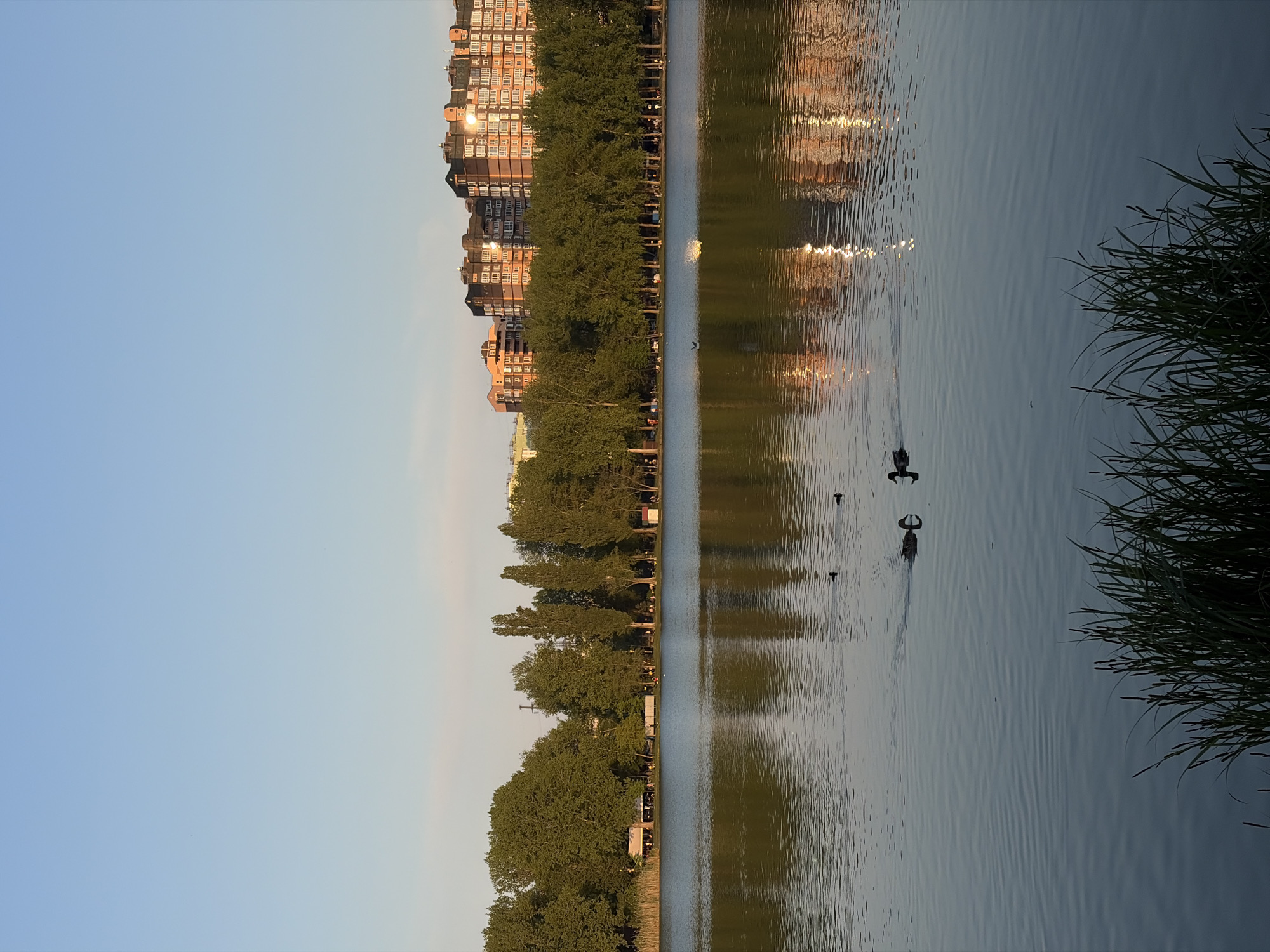 The image shows a body of water reflecting buildings and trees, with some aquatic birds swimming in the water. There are bushes on the right side of the image. The sky is visible on the left side of the image. The location appears to be in an urban setting, likely near a park or recreational area. Without more specific details, it is not possible to confirm the location within the city of Krasnodar, Russia.