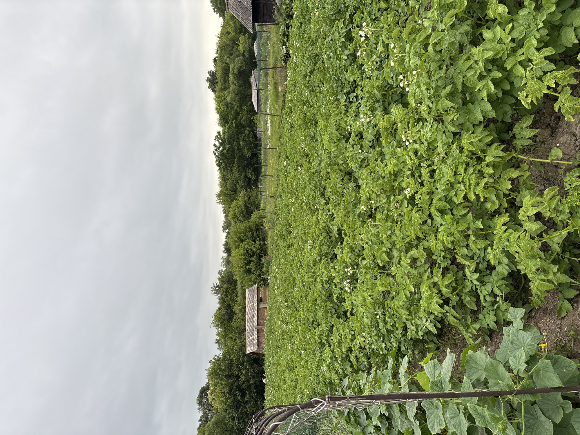 The image depicts an outdoor scene of a garden on an overcast day. The foreground is dominated by rows of green potato plants, some bearing small white flowers. To the left, there are larger green leaves, possibly from cucumber plants, growing on a vertical support structure.
In the middle ground, a small, weathered wooden shed with a corrugated roof stands amidst the vegetation. Further in the background, a dense line of green trees forms a natural boundary. Several other smaller structures, some appearing to be sheds or outbuildings, are visible behind a wire fence. One structure on the far right has a darker, more weathered roof.
The sky is uniformly cloudy and grey. The overall impression is of a rural or semi-rural garden, likely in Siniy Gay, Russia, given the context. There is no visible activity or interaction of people within the frame.